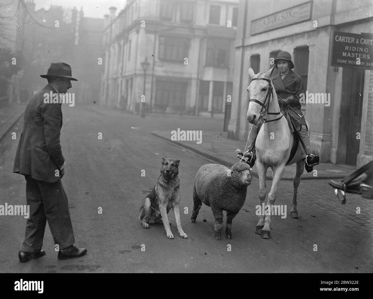 Mary und ihr Lamm - eine neue Version . Die kleine Mary Sinclair hat ein Hauslamm, das sie jeden Tag begleitet, wenn sie in der Reihe reitet. Mary reitet ihr Pferd und das Lamm trabt neben ihr. Die kleine Mary Sinclair mit ihrem Hauslamm bricht auf zu einer Fahrt in der Row im Hyde Park, London. 31. Januar 1932 Stockfoto