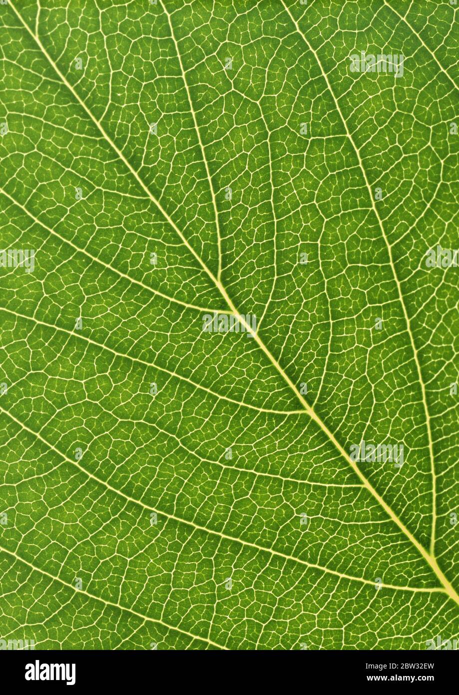 Die Nahaufnahme Teil grüne Pflanze mit Blatt Netz Adern Muster Papier Hintergrund Stockfoto