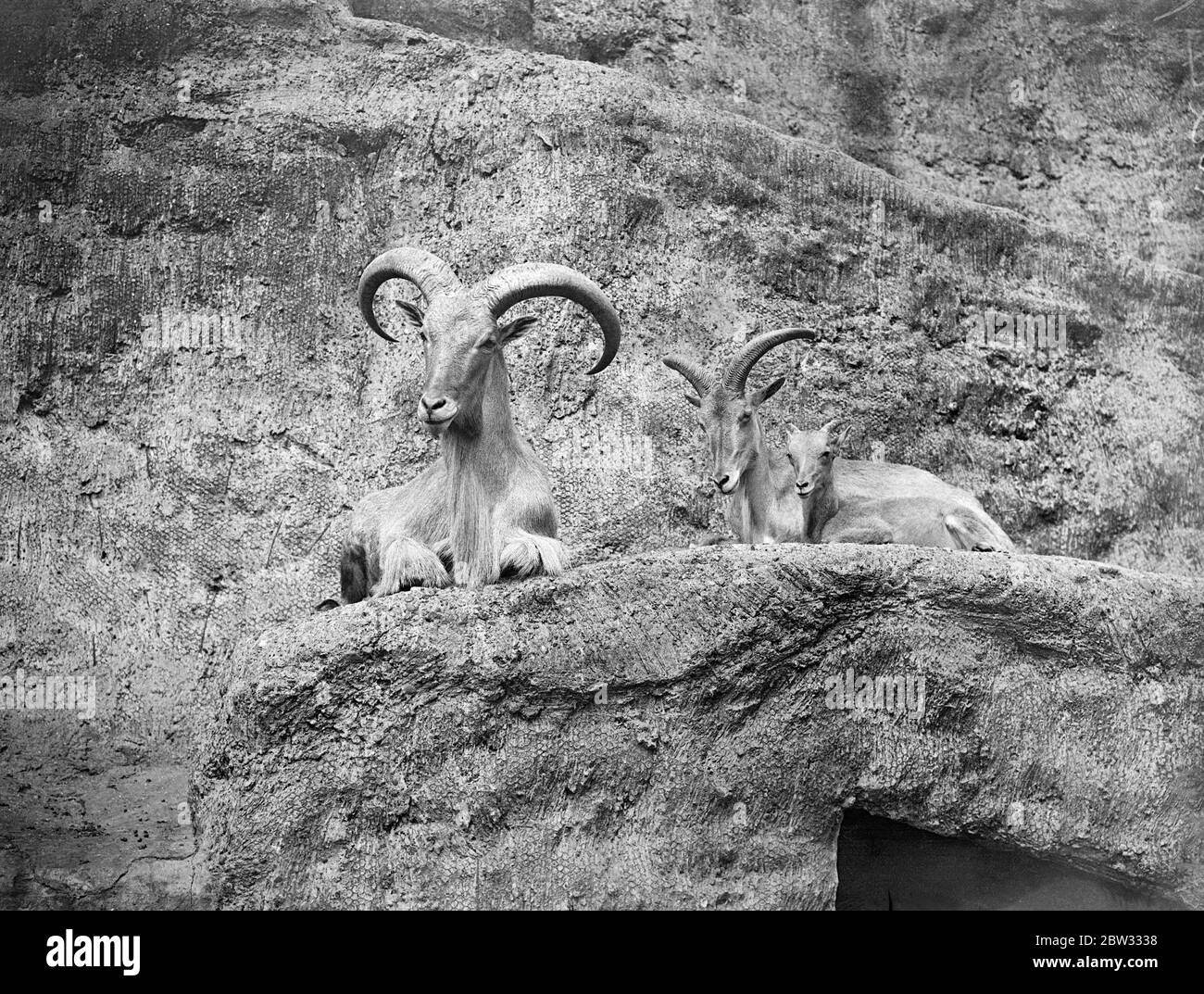 Spüren Sie die Hitzewelle im Zoo. Selbst die wilden afrikanischen Schafe im Zoo spüren die Auswirkungen der Hitzewelle. Wilde afrikanische Schafe auf der Terrasse im London Zoo. 11 Juli 1932 Stockfoto