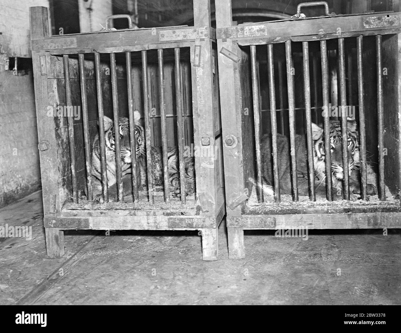 Neues Tigerjunge im Zoo. Eines der beiden neuen Tigerjungen, die gerade im Zoo von Punjab erhalten wurden. 31 März 1932 Stockfoto