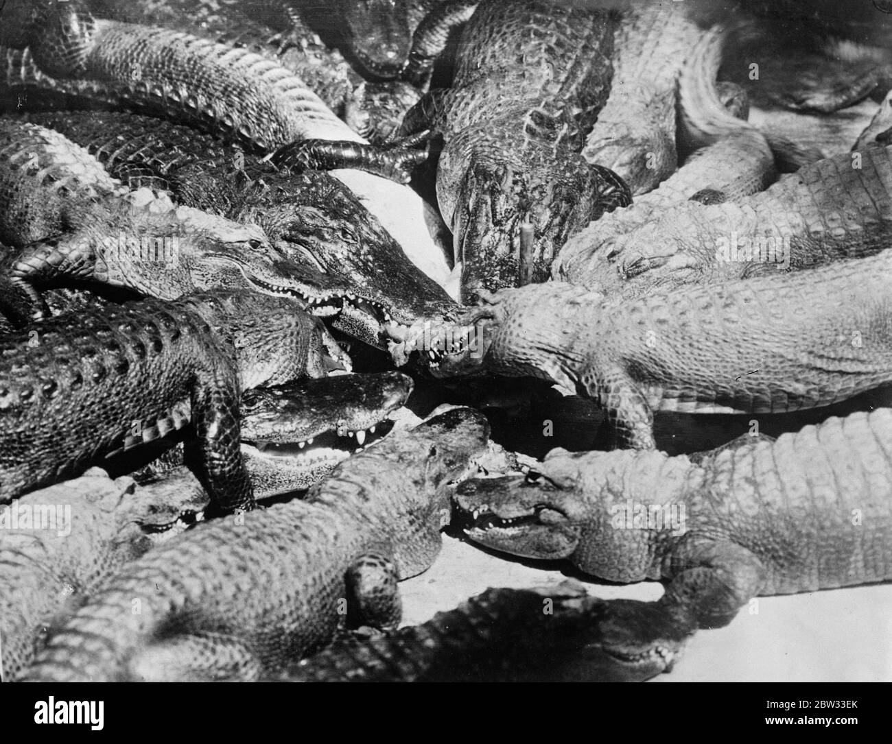 Erwachen aus ihrem langen Winterschlaf und bereit für eine gute Mahlzeit. Alligatoren auf einer Farm in Los Angeles, in Übereinstimmung mit dem Brauch ihrer specise, haben Bee dormunt während der langen Wintermonate, Aufwachen aus ihrem langen Schlaf und bereit für eine gute Mahlzeit, um den Frühling begrüßen. . 15 April 1932 . Stockfoto