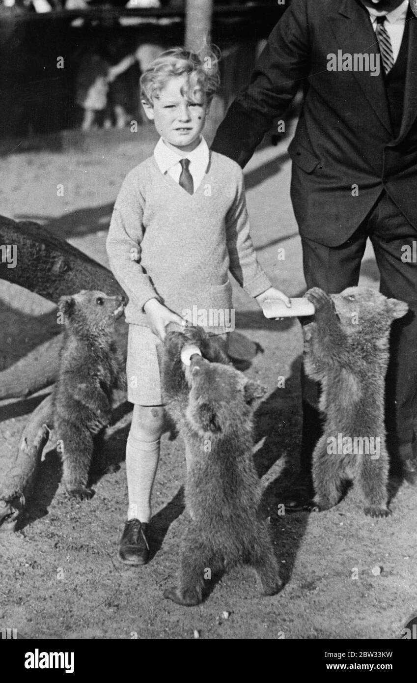 Bärenbabys, die im Berliner Zoo auf der Flasche gefüttert werden. Drei Bärenbabys, die im Berliner Zoo geboren wurden, wurden auf Milch aus der Flasche aufgezogen und erhalten nun Milch in Flaschen von Besuchern des Zoos. Bärenbabys im Berliner Zoo, die von Besuchern des Zoos mit Milch gefüttert werden. Mai 1932 Stockfoto