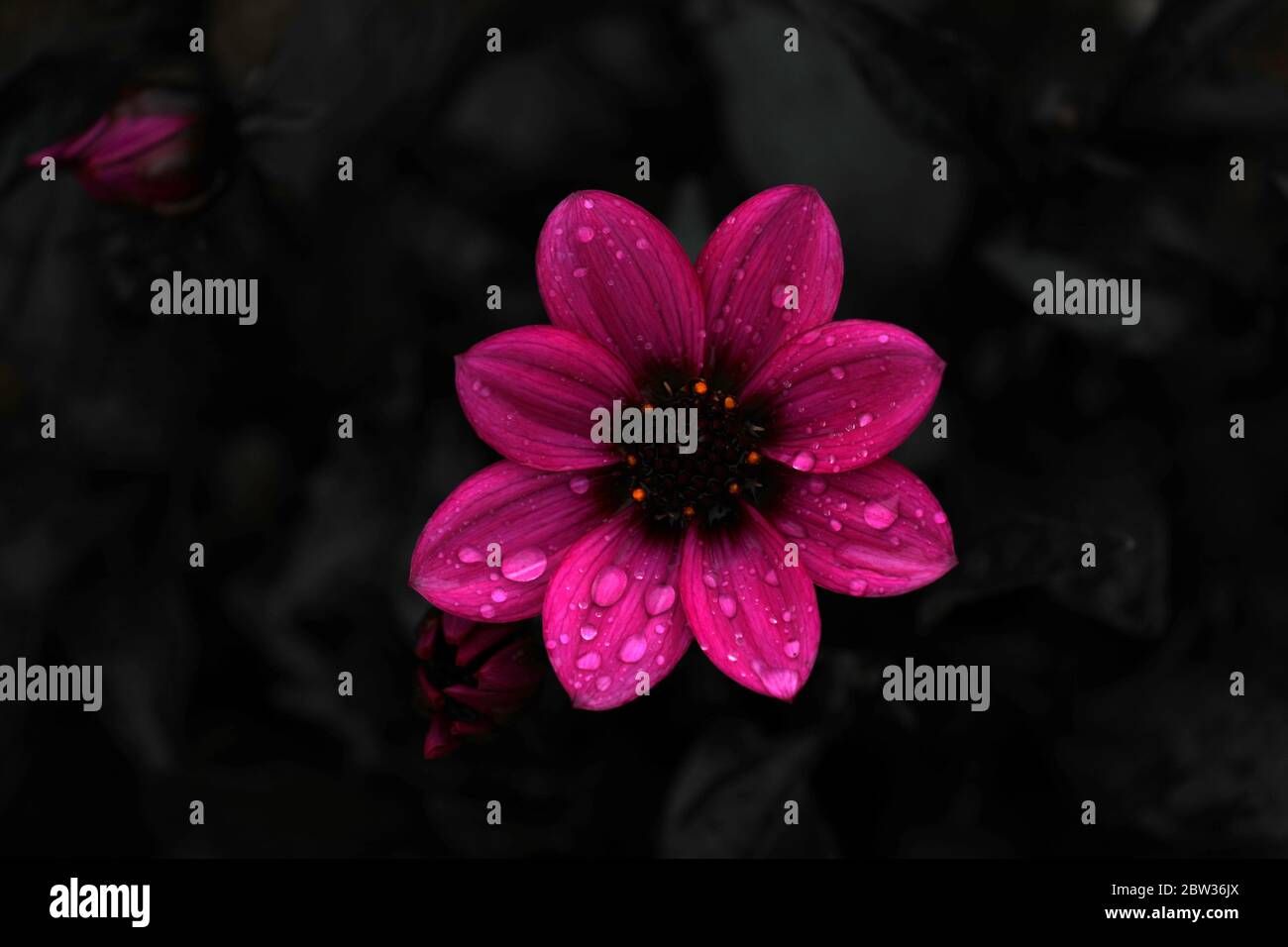 Lila blühende Dahlia im Frühjahr Stockfoto