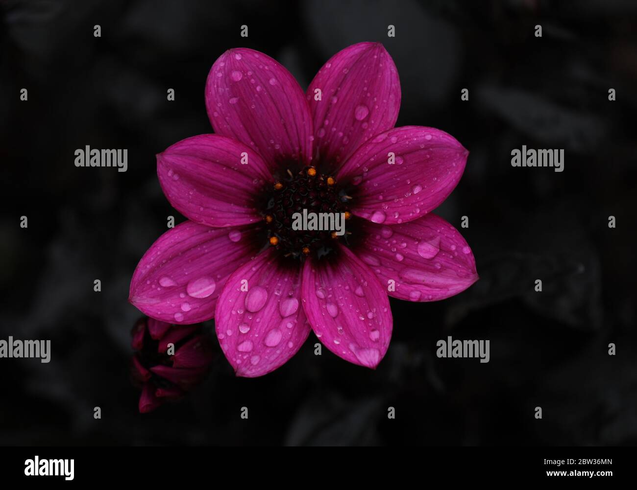 Lila blühende Dahlia im Frühjahr Stockfoto