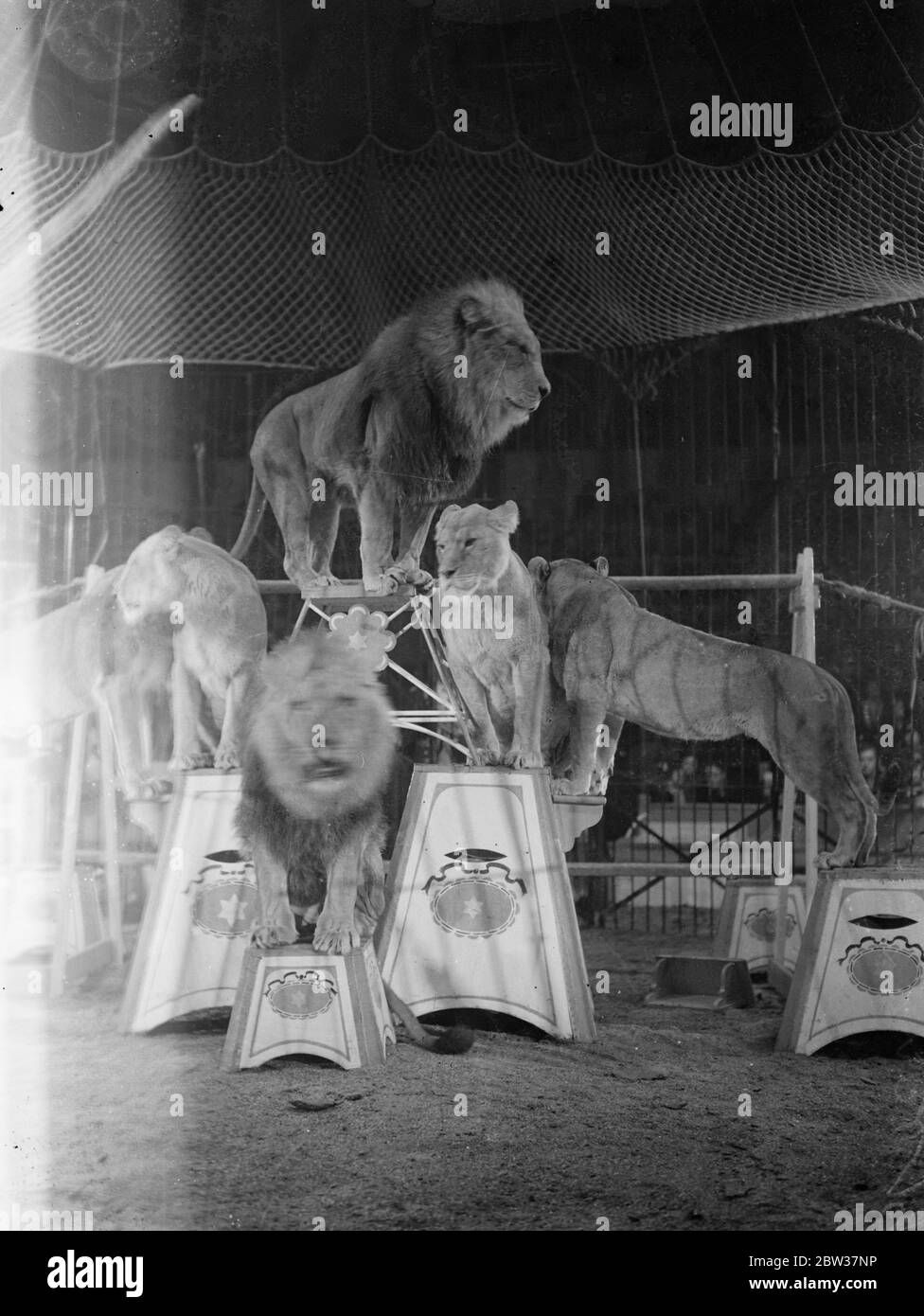 Sechstausend Schüler beobachten Probe von Olympia Zirkus. Sechstausend Schulkinder sahen die Generalprobe des Olympia weihnachtszirkus, in Olympia, London. Foto zeigt; die Löwen in der Zirkusring. 21 Dezember 1933 Stockfoto