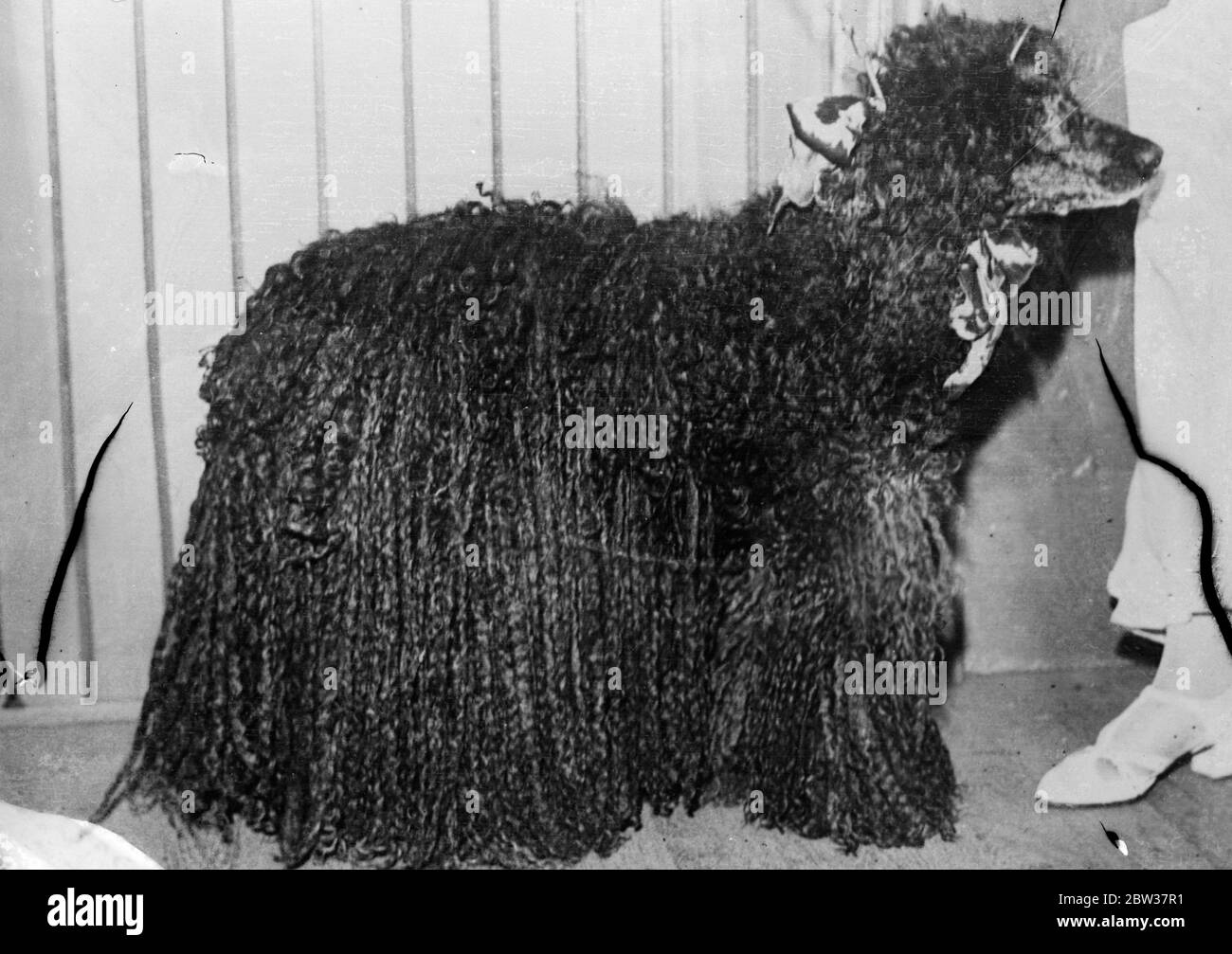 Das einzige in Europa . Ein König mit Schnorrpüdel, angeblich das einzige Wesen seiner Art in Europa, wurde auf einer Pariser Hundeausstellung ausgestellt. Der Pudel hat mehr als 100 Preise in verschiedenen Shows gewonnen. 21 Dezember 1933 Stockfoto