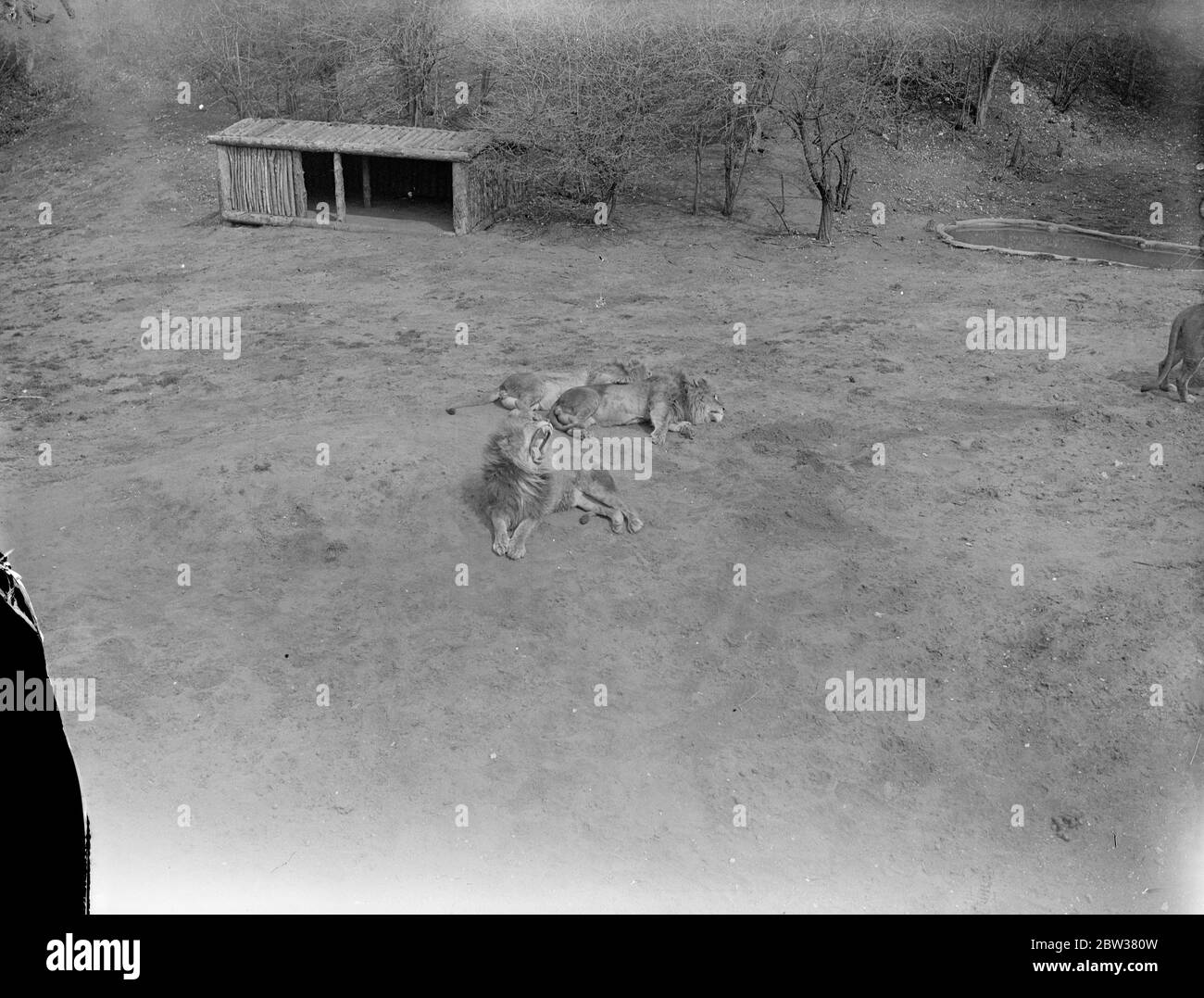 Zu warm für die Whipsnade Lions. Der Sonnenschein war im Whipsnade Zoo so warm, dass Löwen für den Tag energische Action aufgaben und sich einer langen Schlummerei hingaben. Foto zeigt, die Whipsnade Löwen dösen in der Hitze. 13 April 1933 30er, 30er, 30er, 30er, 30er, 30er, 30er Stockfoto