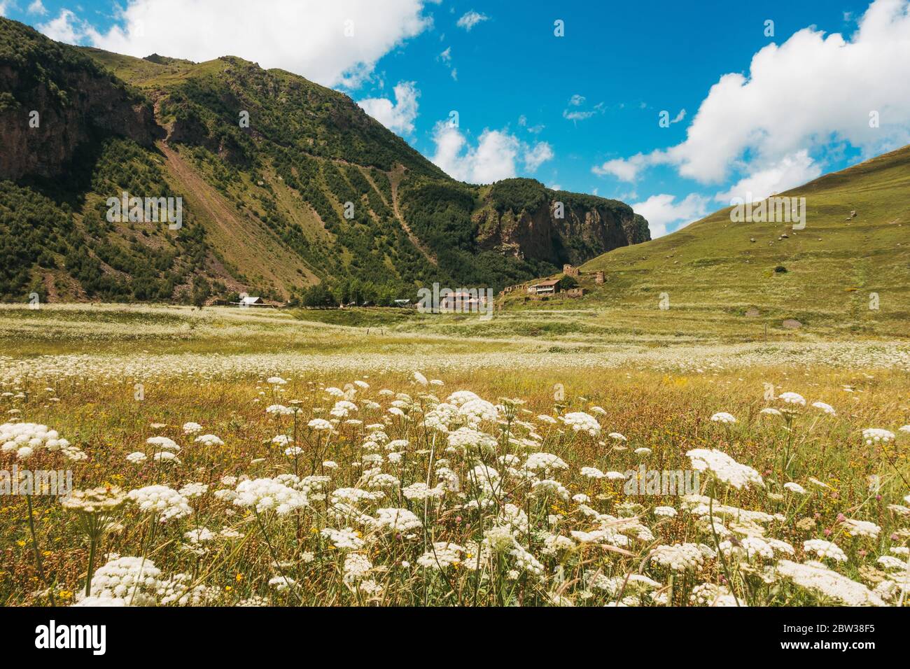 Schafgarben-Blüten überlaufen ein Feld im Truso-Tal, Kazbegi, Georgien Stockfoto