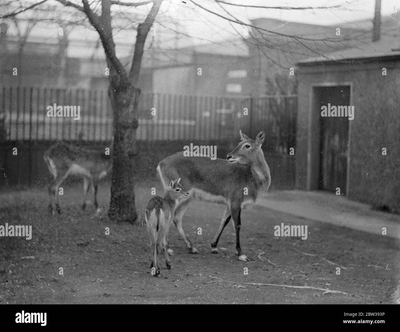 Mutter Hirsch und ihr Rehkitz im London Zoo. April 1934 30er, 30er, 30er, 30er, 30er, 30er, 30er Stockfoto