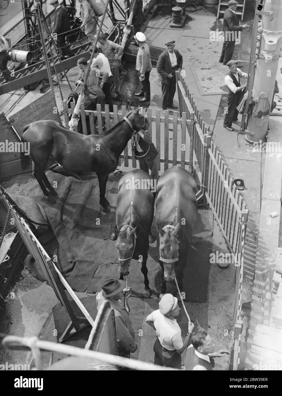 Fünfunddreißig Polo Ponys begeben sich nach Amerika. 35 Polo Ponys, die in den internationalen Polo-Spielen in Meadow Brook, Long Island, USA verwendet werden sollen, wurden auf dem American Trader in Royal Albert Docks, London für New York eingesetzt. Foto zeigt Polo Ponys, die an Bord des American Trader in den Royal Albert Docks gehen. 26 Juli 1935 Stockfoto