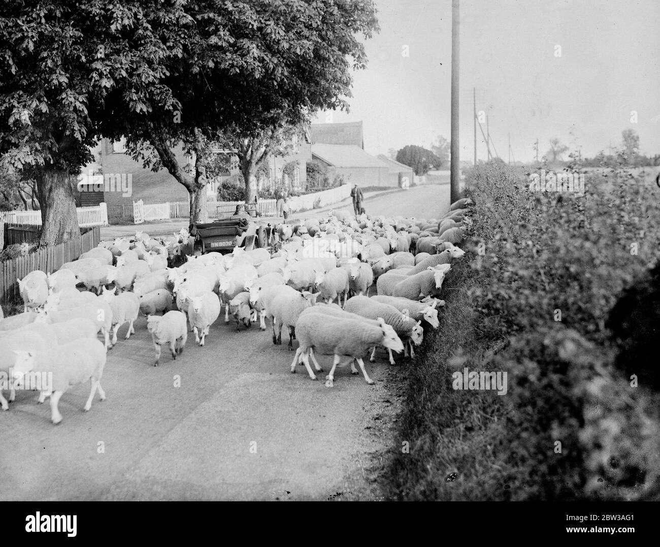 Herde Schafe rund um Auto in der Straße. September 1934 Stockfoto