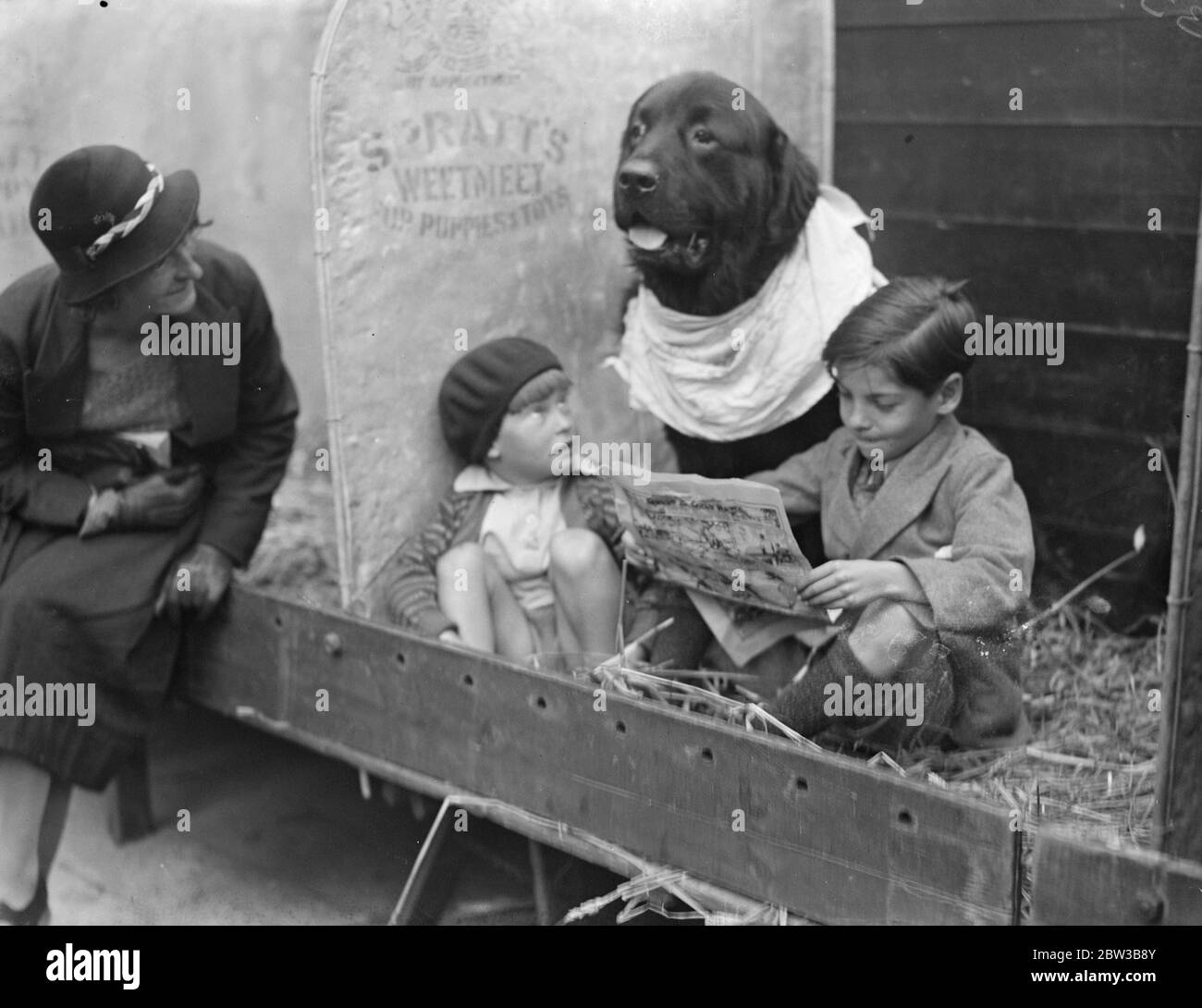 St. Bernard Hund beobachtet seine Besitzer Kinder, während sie nimmt andere Aufgaben. Kennel Club Show im Crystal Palace 10 Oktober 1934 . Stockfoto