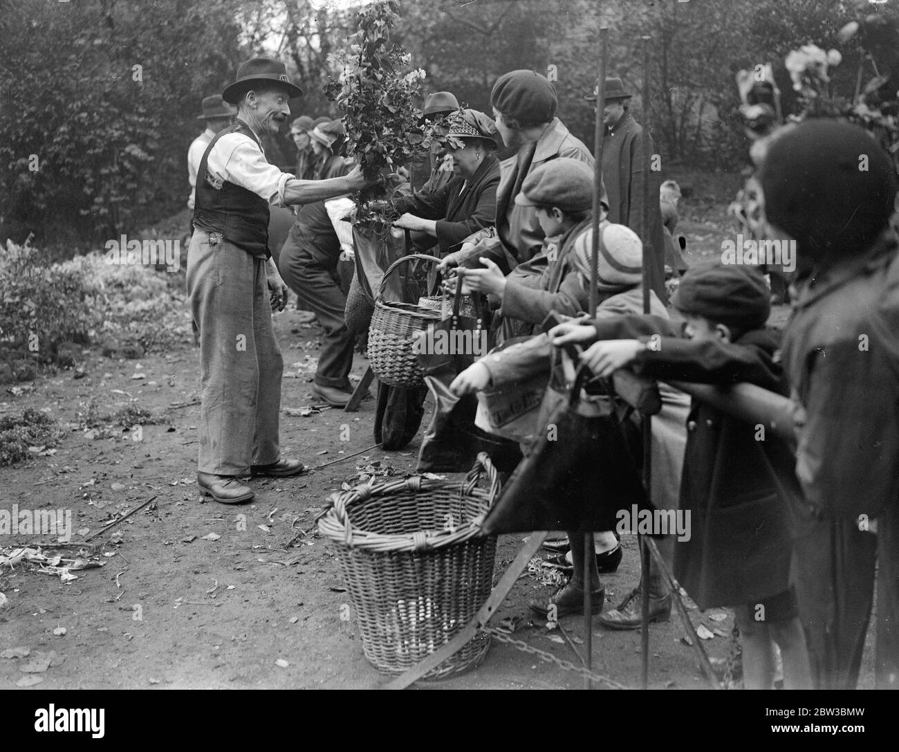 Pflanzen in L C C Parks verteilt . 20. Oktober 1934 Stockfoto