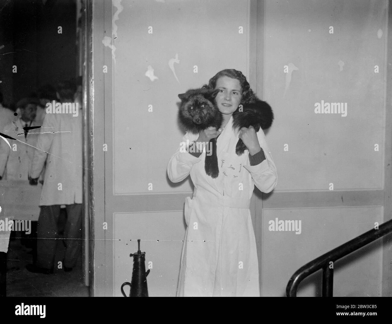 Silberfuchs zeigen. Ein Mädchen Aussteller verwendet einen Live-Fuchs als Fell. 14. November 1934 Stockfoto