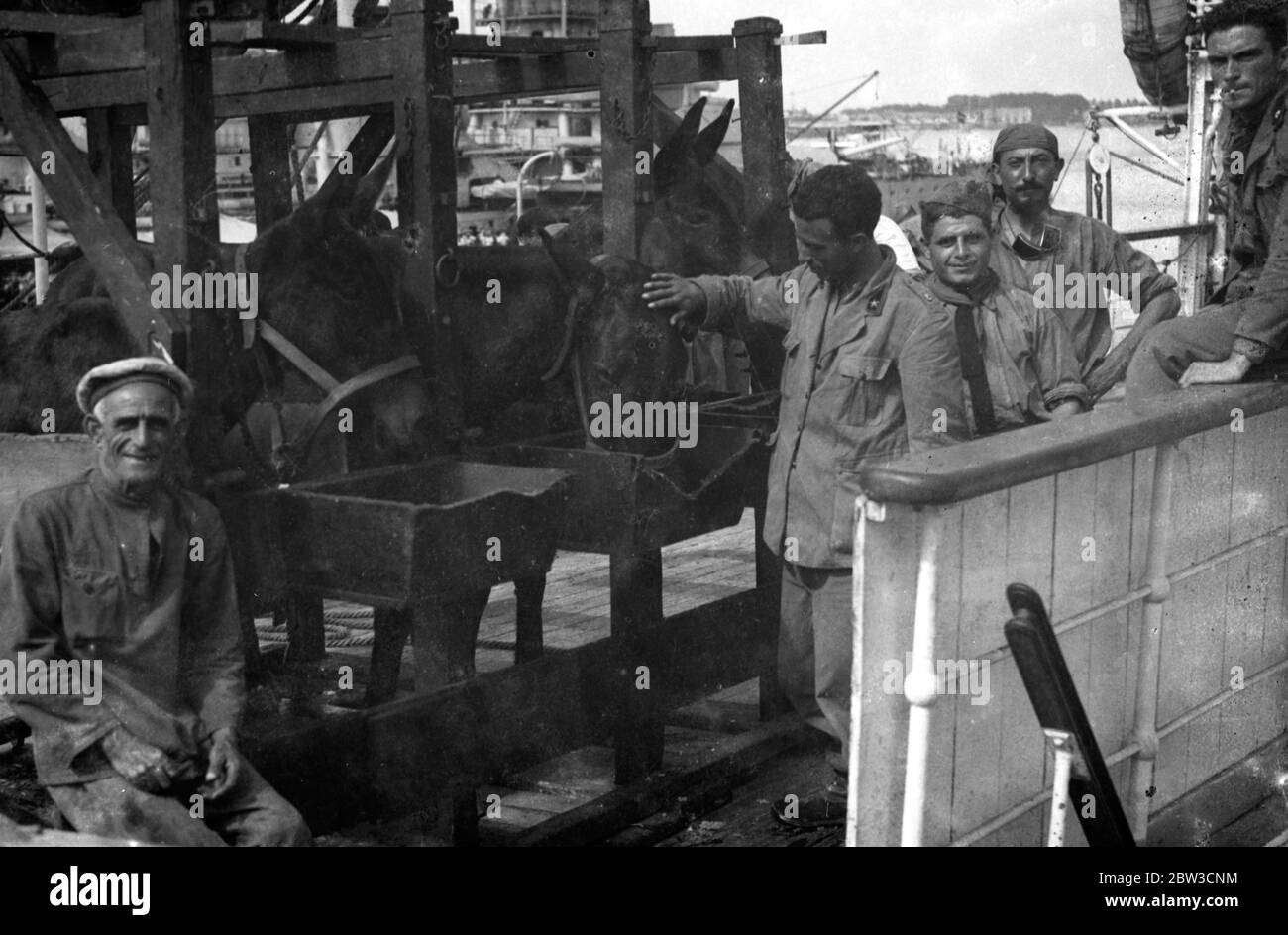 Maultiere für die Bergkampagne in Abessinien nach Ostafrika geschickt. Nach Abessinien - Italienische Maultiere an Bord des Transports Gange in Messina . 12. Oktober 1935 Stockfoto