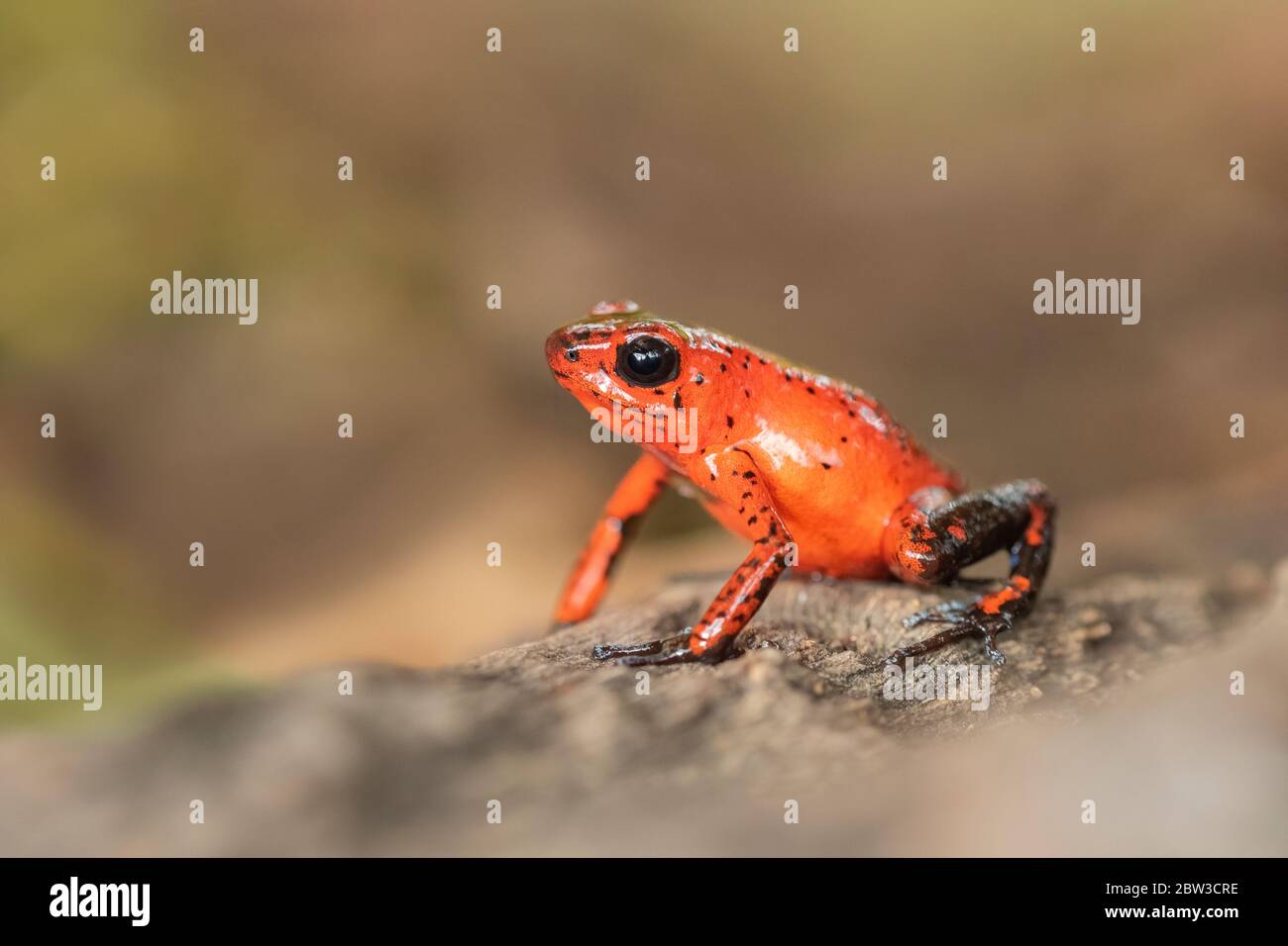 Erdbeer-Poison-Dart-Frosch (Oophaga pumilio), früher Dendrobate pumilio) in Costa Rica Stockfoto