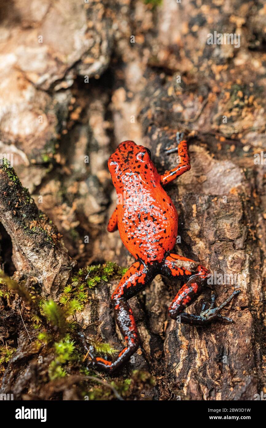 Erdbeer-Poison-Dart-Frosch (Oophaga pumilio), früher Dendrobate pumilio) in Costa Rica Stockfoto