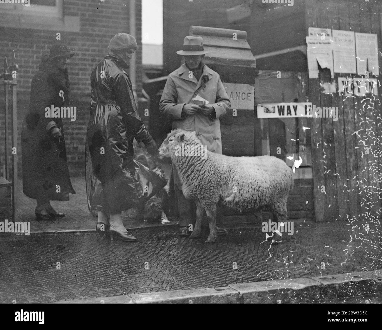 Schafe geht zur Umfrage . 14. November 1935 Stockfoto