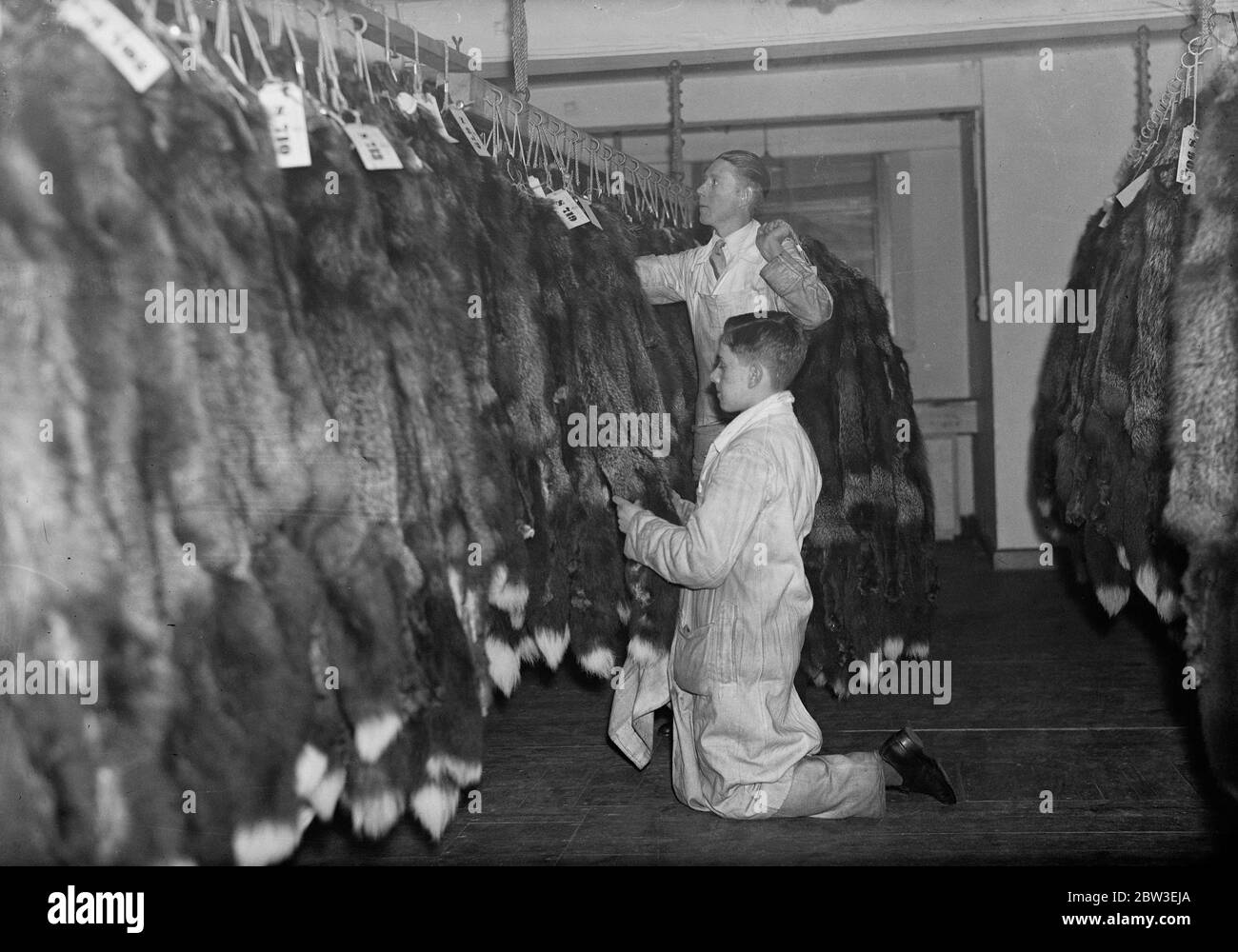 Größter Silberfuchs Verkauf in London stattfinden. Hängende Fuchsfelle . Januar 1935 Stockfoto