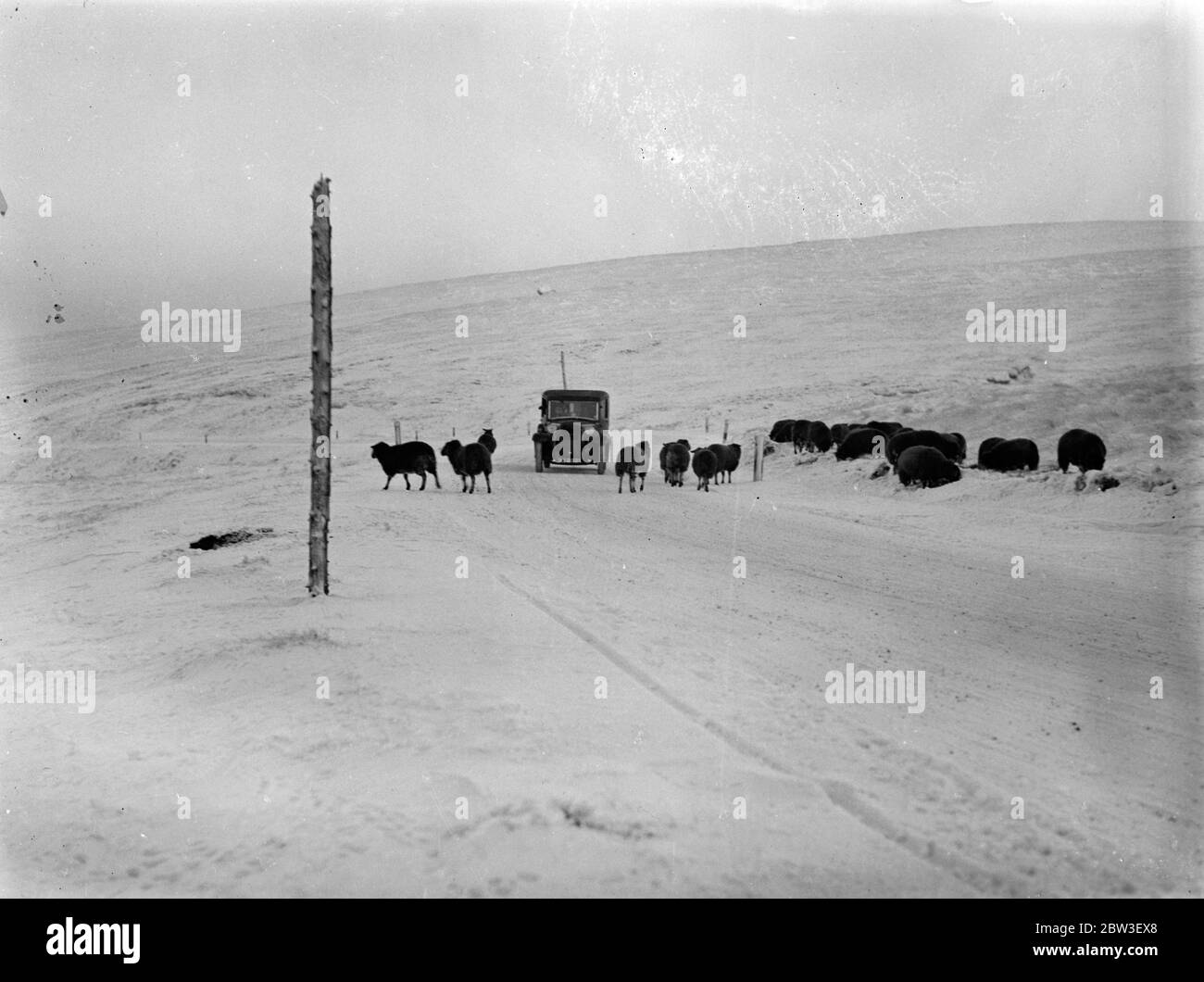 Schafe im Schnee bei Buxton . Cheshire und Derbyshire scheinen von einem weißen weihnachten versichert. Schnee ist gefallen, die Moore zu einer Tiefe von mehreren Zoll bedeckt. Foto zeigt, Schafe auf der Suche nach Nahrung auf den Mooren in der Nähe von Buxton, Derbyshire. 21 Dezember 1935 Stockfoto