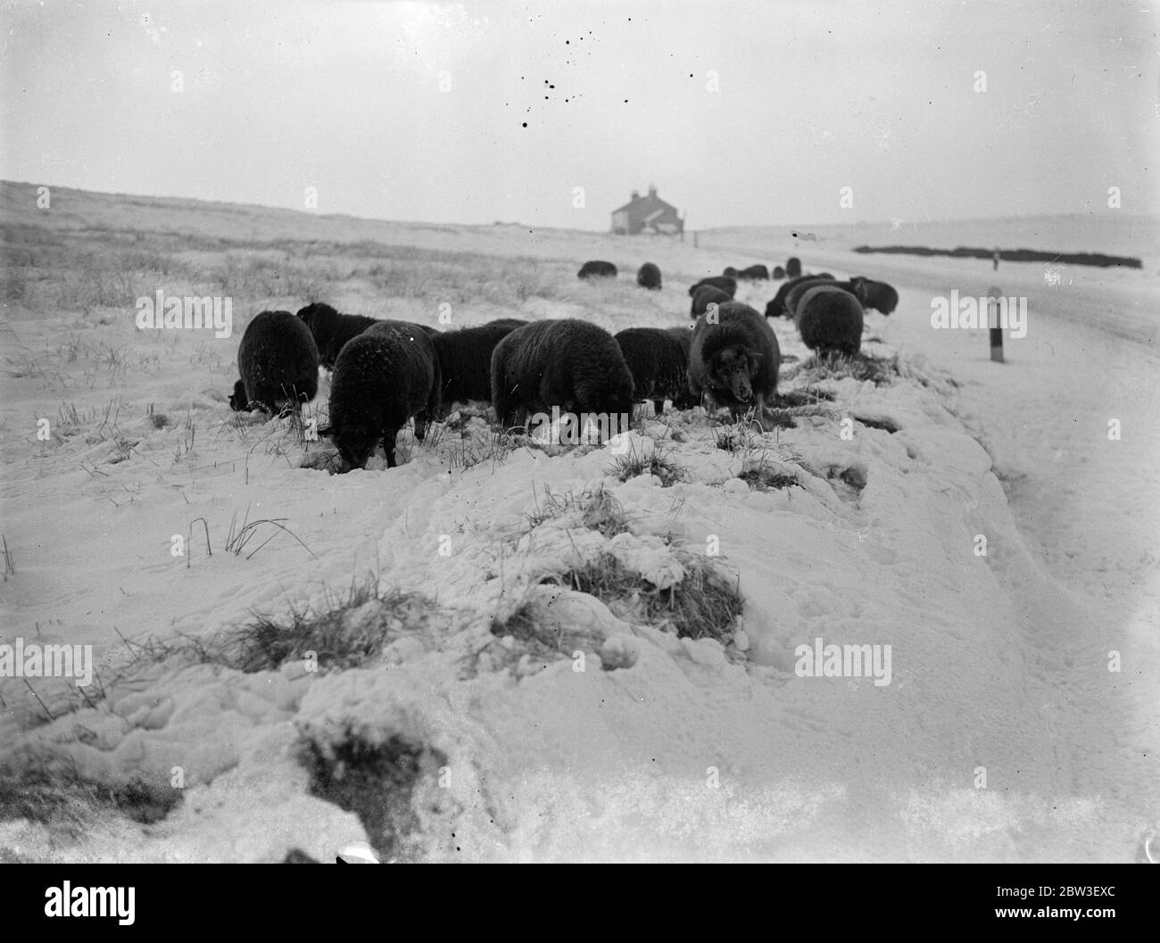 Schafe im Schnee bei Buxton . Cheshire und Derbyshire scheinen von einem weißen weihnachten versichert. Schnee ist gefallen, die Moore zu einer Tiefe von mehreren Zoll bedeckt. Foto zeigt, Schafe auf der Suche nach Nahrung auf den Mooren in der Nähe von Buxton, Derbyshire. 21 Dezember 1935 Stockfoto