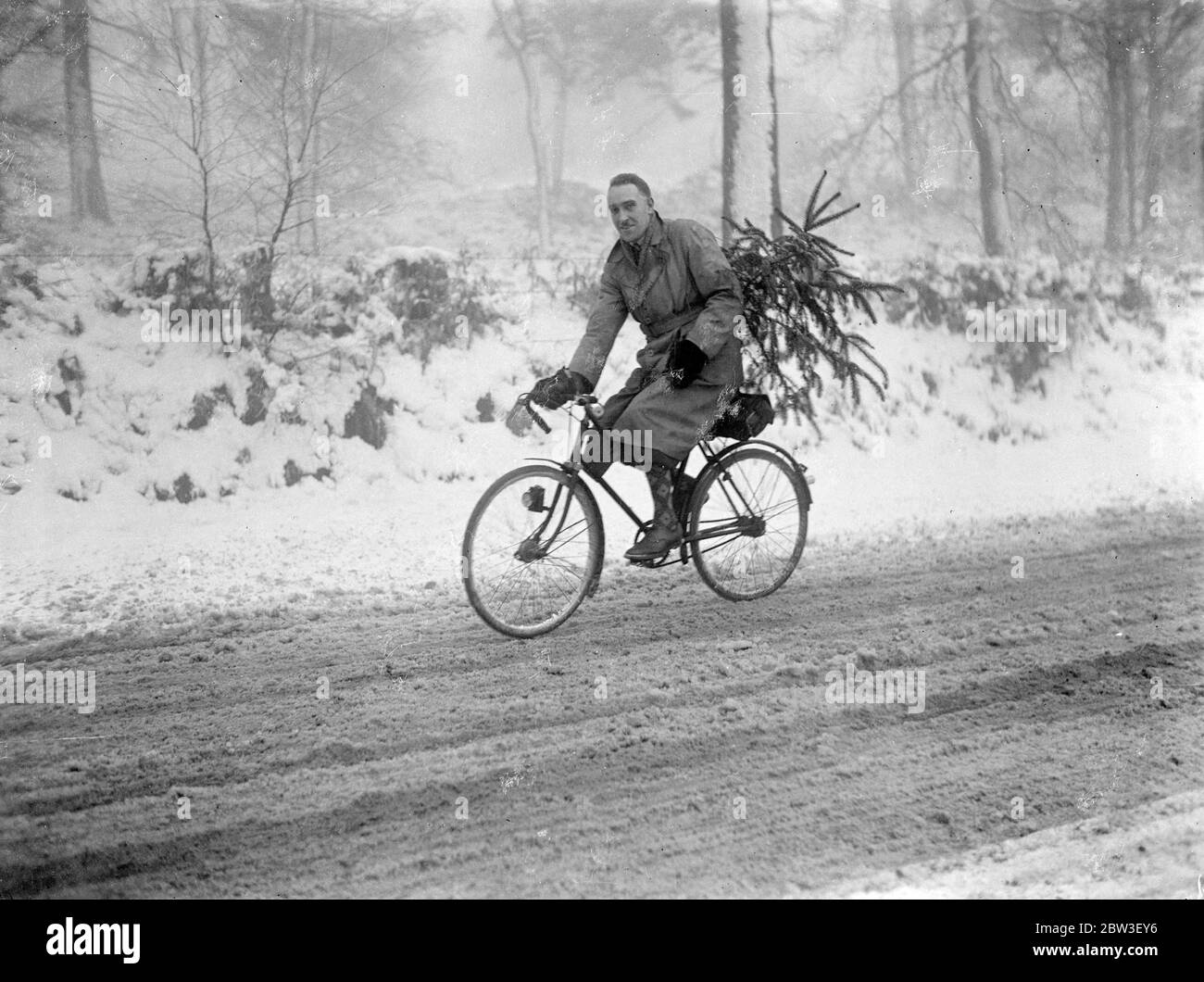 Mit nach Hause zu tragen seinen weihnachtsbaum . Cheshire und Derbyshire scheinen von einem weißen weihnachten versichert. Schnee ist gefallen, die Moore zu einer Tiefe von mehreren Zoll zu bedecken. Foto zeigt, nach Hause tragen seinen weihnachtsbaum in wahren weihnachtswetter am Alderley Edge, Cheshire. 21 Dezember 1935 Stockfoto