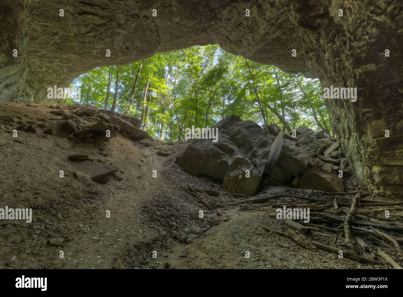 Eine natürliche Brücke im Wald Stockfoto