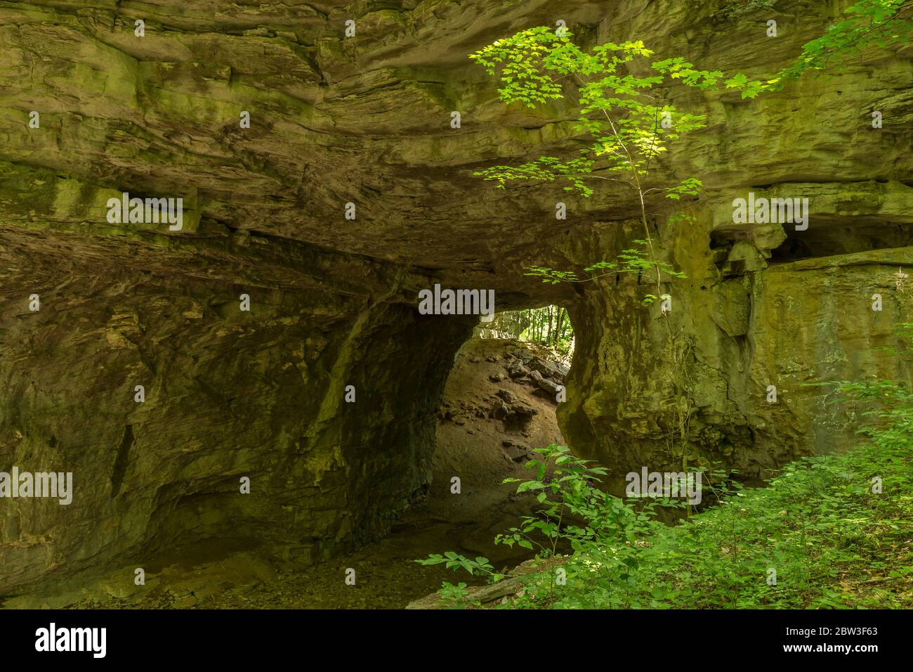 Eine natürliche Brücke im Wald Stockfoto