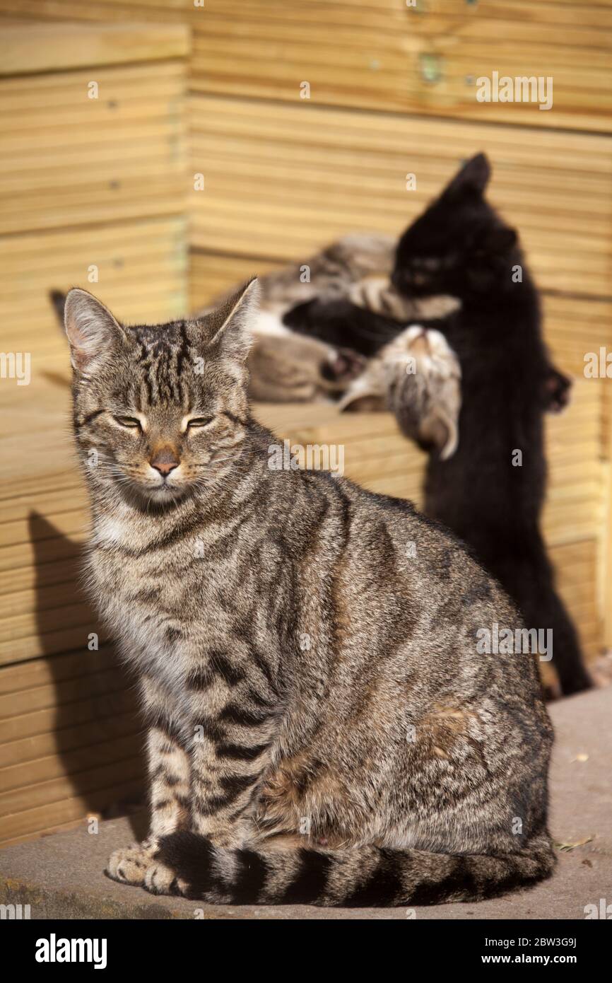 Malerischer Blick auf eine britische domestizierte Mutter Tabby Cat, die in der Sonne sitzt und ihre Kätzchen hinter sich spielen. Die Szene wurde im gard festgehalten Stockfoto