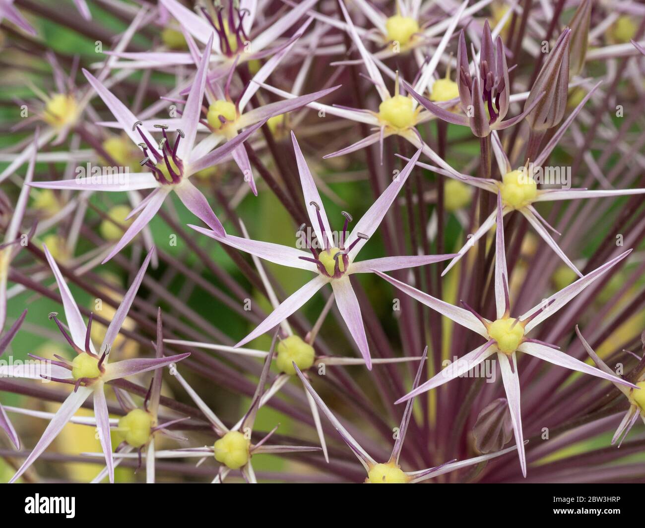 Eine Nahaufnahme des lila Sterns wie Blüten von Allium christophii Stockfoto