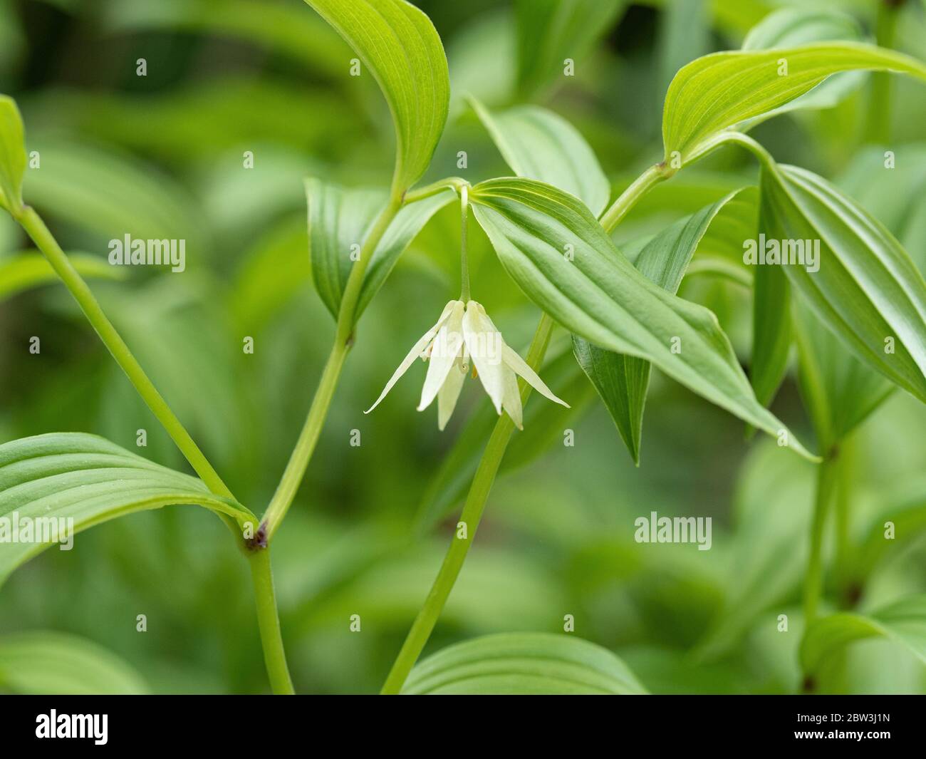 Eine Nahaufnahme der zarten weißen glockenförmigen Blume von Disporum viridescens Stockfoto
