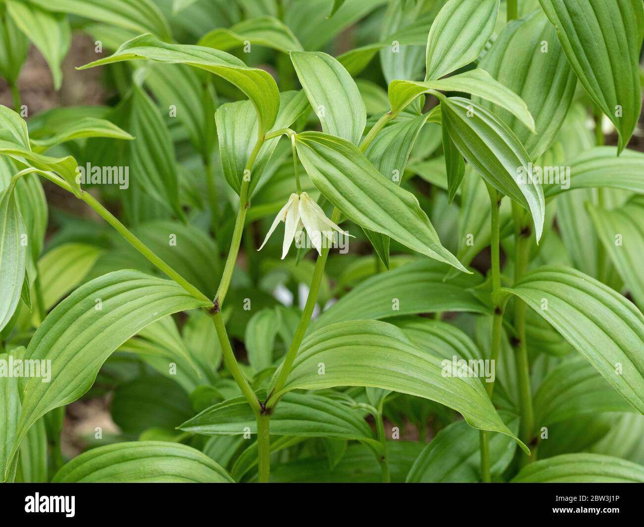 Eine Nahaufnahme der zarten weißen glockenförmigen Blume von Disporum viridescens Stockfoto