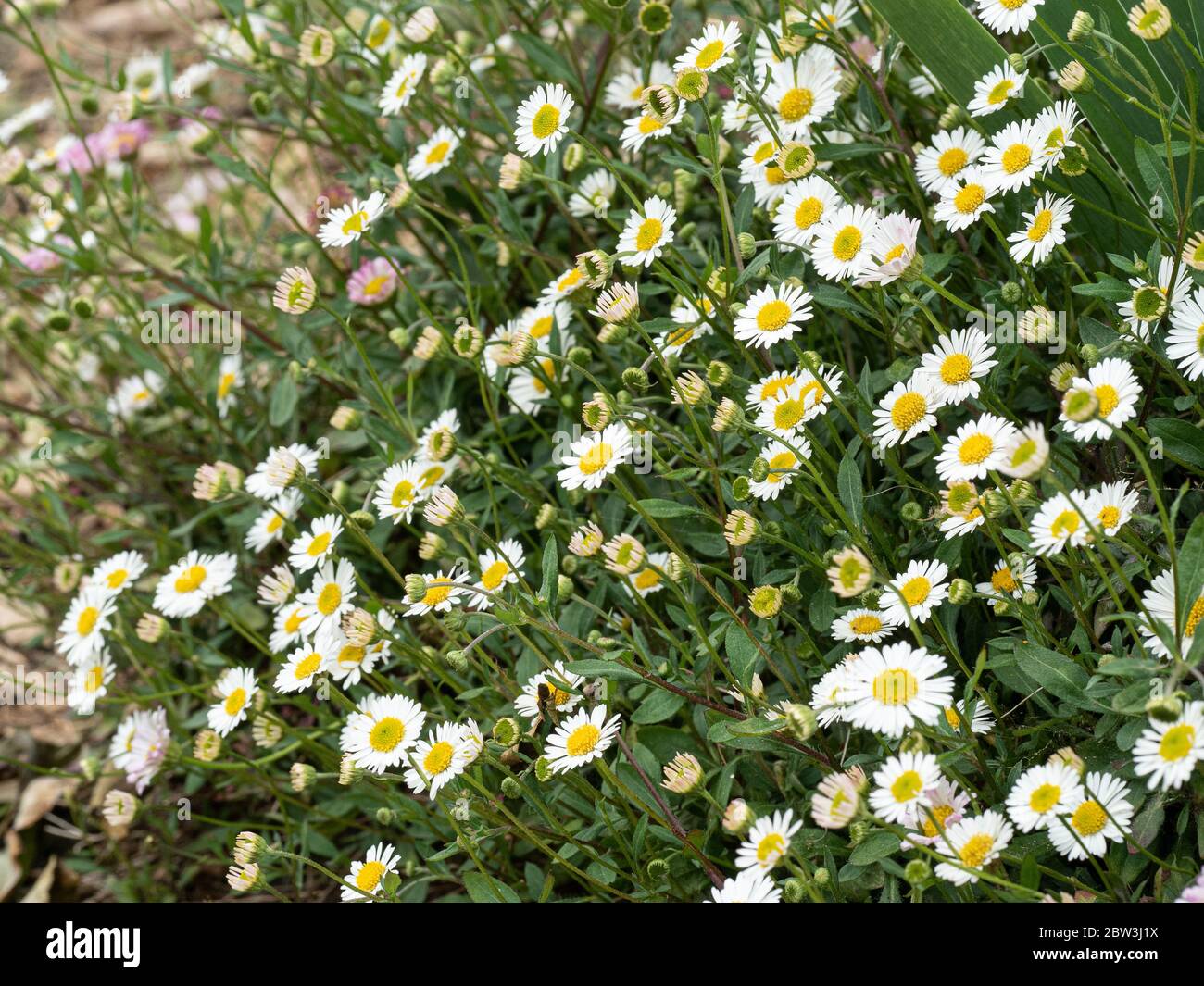 Ein Blick auf die kleinen Gänseblümchen-ähnlichen Blüten des niedrig wachsenden Erigeron karvinskianus Stockfoto