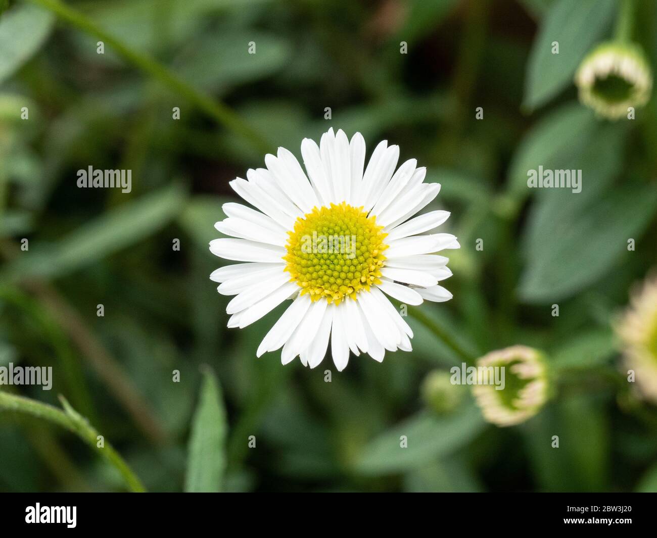 Eine Nahaufnahme einer einzelnen Gänseblümchen-ähnlichen Blume des niedrig wachsenden Erigeron karvinskianus Stockfoto