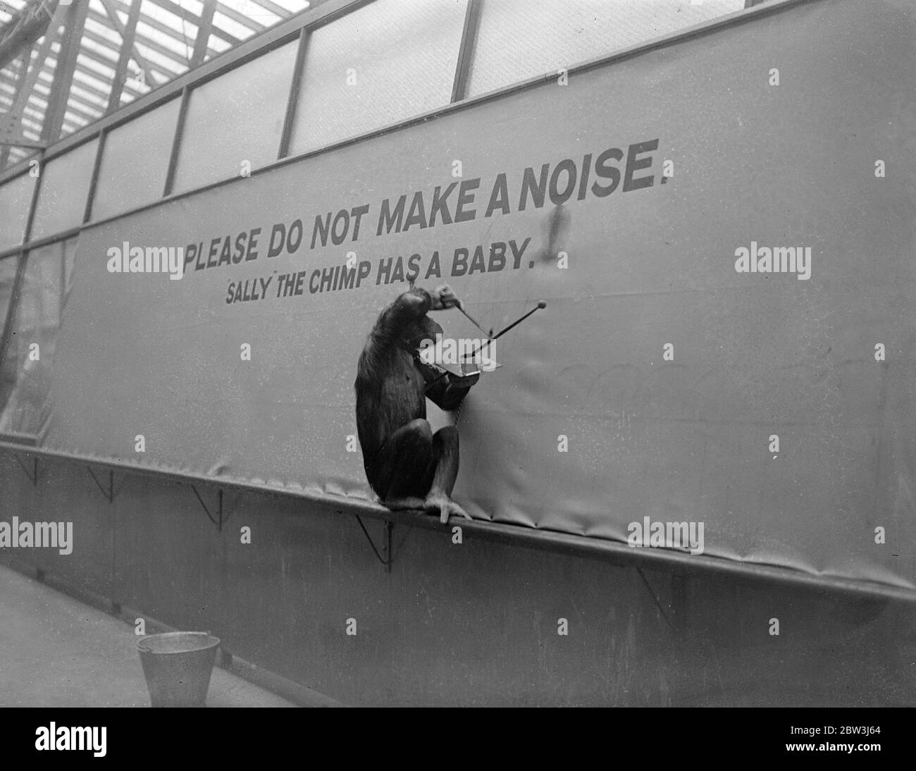 Sally, Zoo Schimpansen, gebiert Tochter - Fifi hilft, um sie bequem Sally, der Schimpansen im London Zoo, gebar ein Baby heute Morgen (Dienstag). Ihr Pfleger hatte eine Überraschung seines Lebens, als er seinen Morgenanruf auf Sally machte und den Neuling fand, der erst Ende des Monats erwartet wurde. Der Vater des Babys ist Koko, Vater des anderen berühmten Baby-Schimpansen Jubilee. Als die Geburt des neuen Babys entdeckt wurde, Sally und ihr Kind wurden in privaten Quartieren, und mit wahren weiblichen Fürsorge, Fifi, ein weiterer Schimpanse, half der Pfleger zu machen h Stockfoto