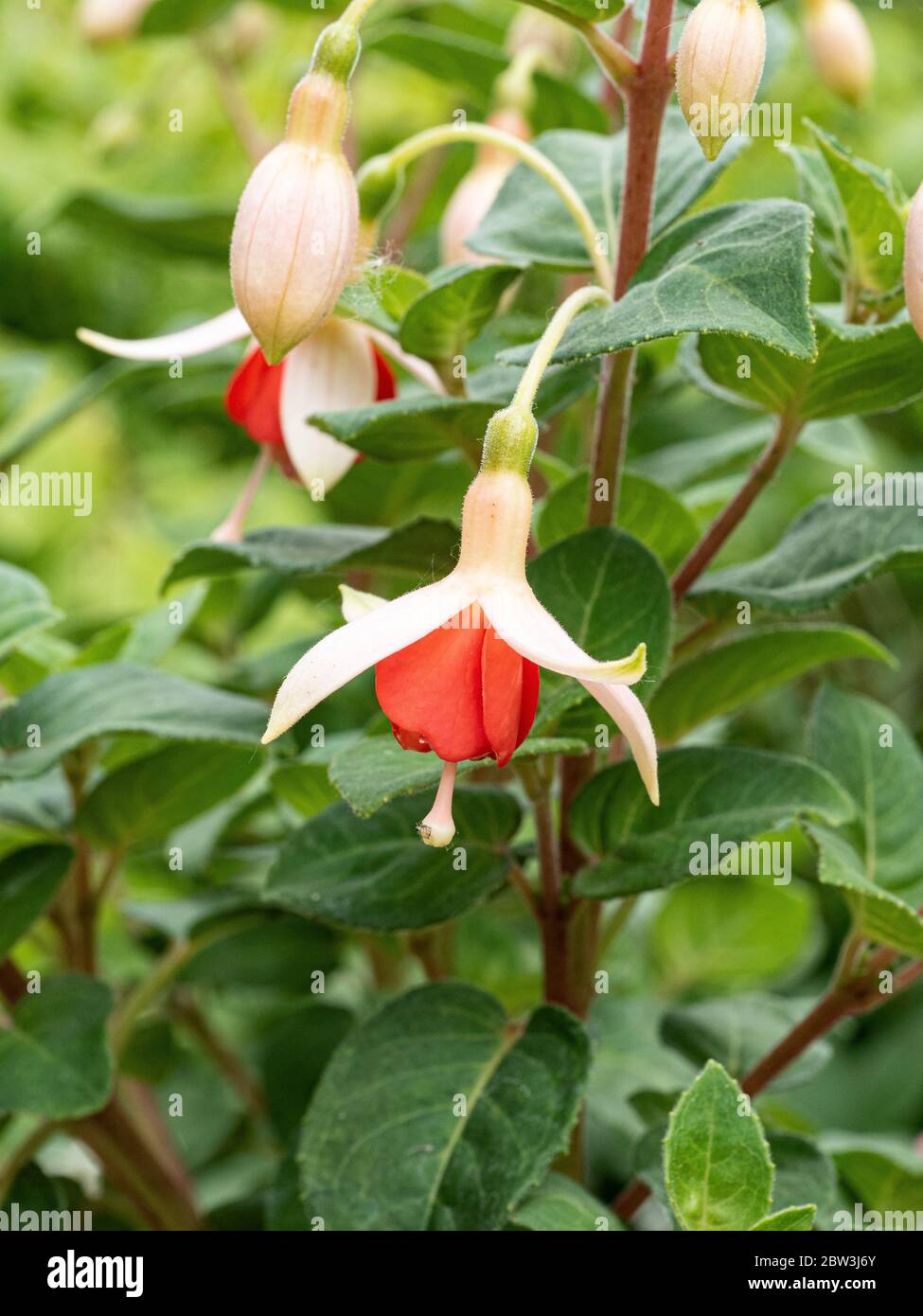 Eine Nahaufnahme einer einzelnen Creme und orange rote Blume von Fuchsia Mandarin Cream Stockfoto