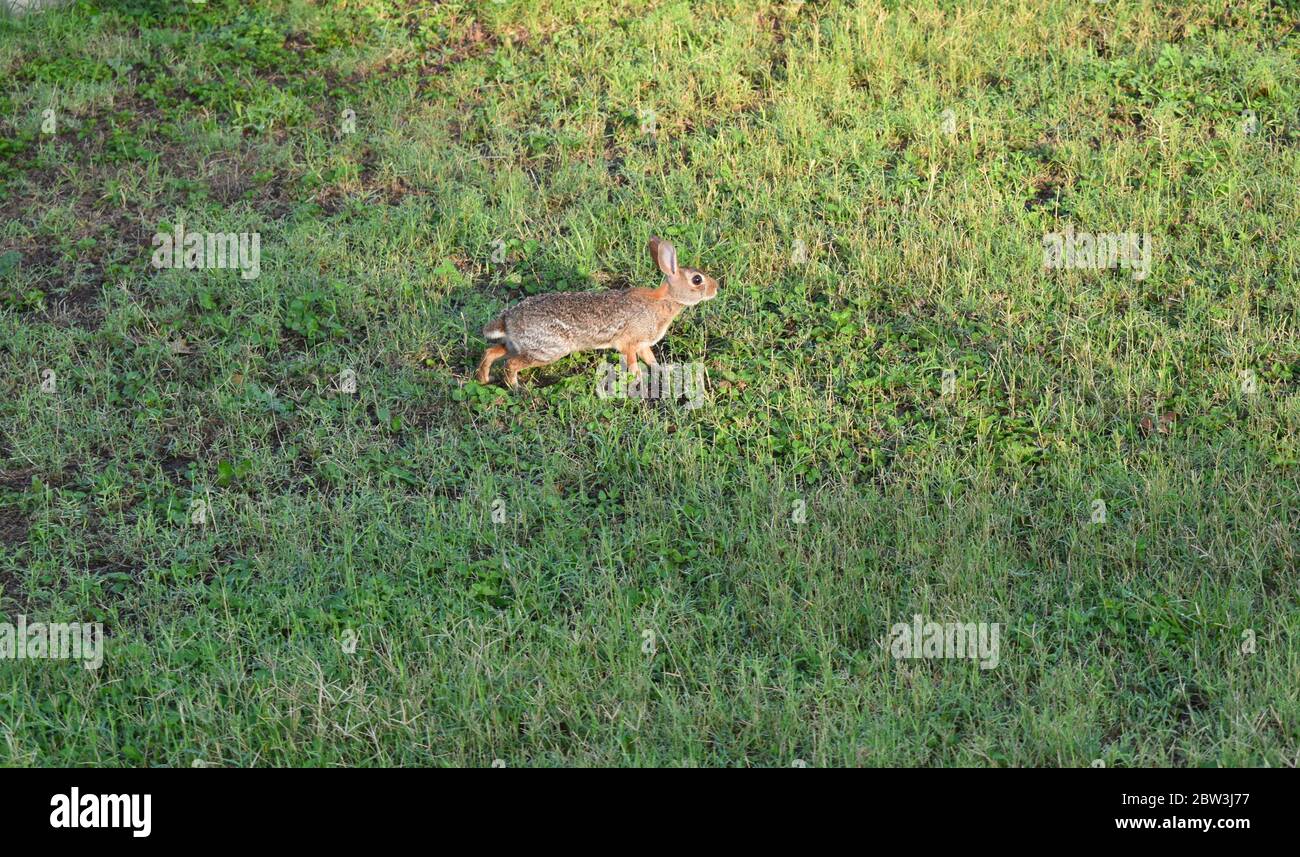 Alert Kaninchen auf Punkt im Gras Stockfoto