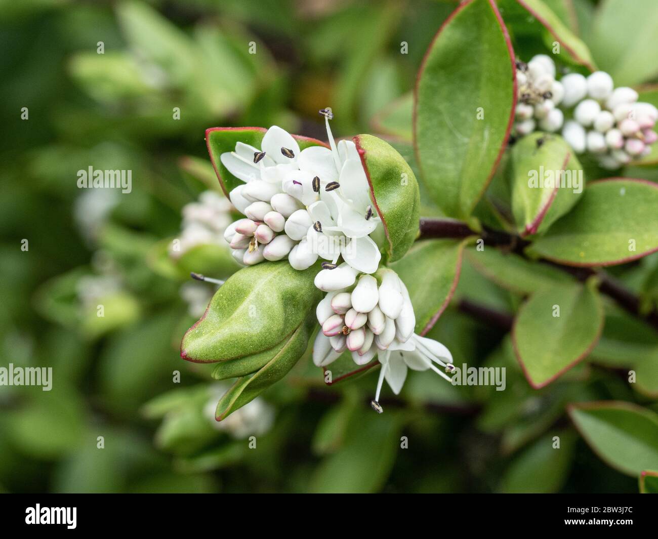 Eine Nahaufnahme der kurzen weißen Blütenspitzen von Hebe decumbens Stockfoto