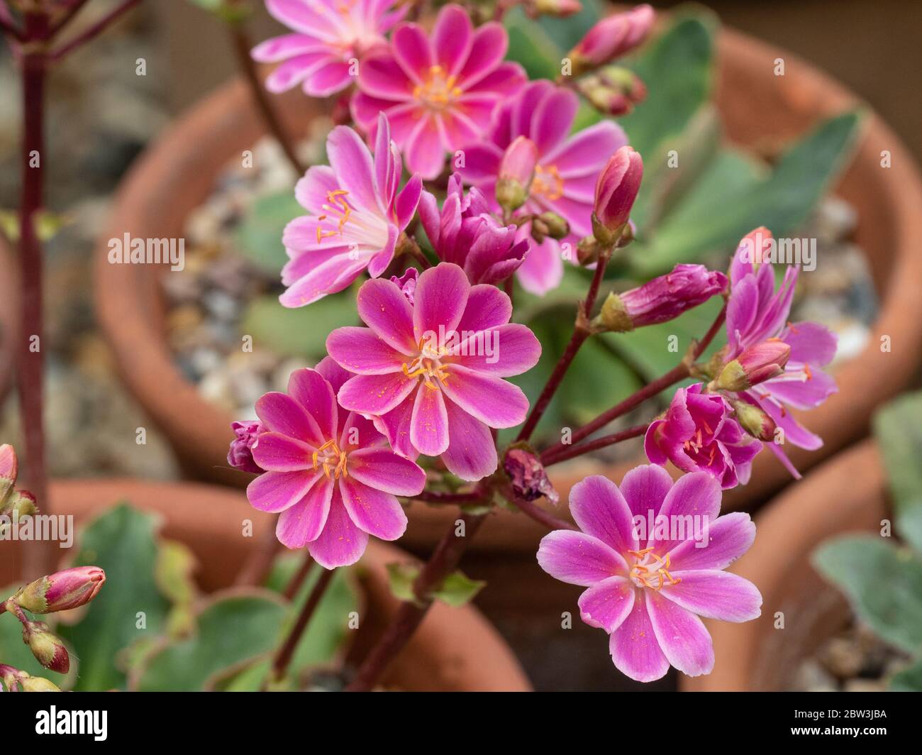 Eine Nahaufnahme der tiefrosa Blüten eines Lewisia cotyledon Stockfoto