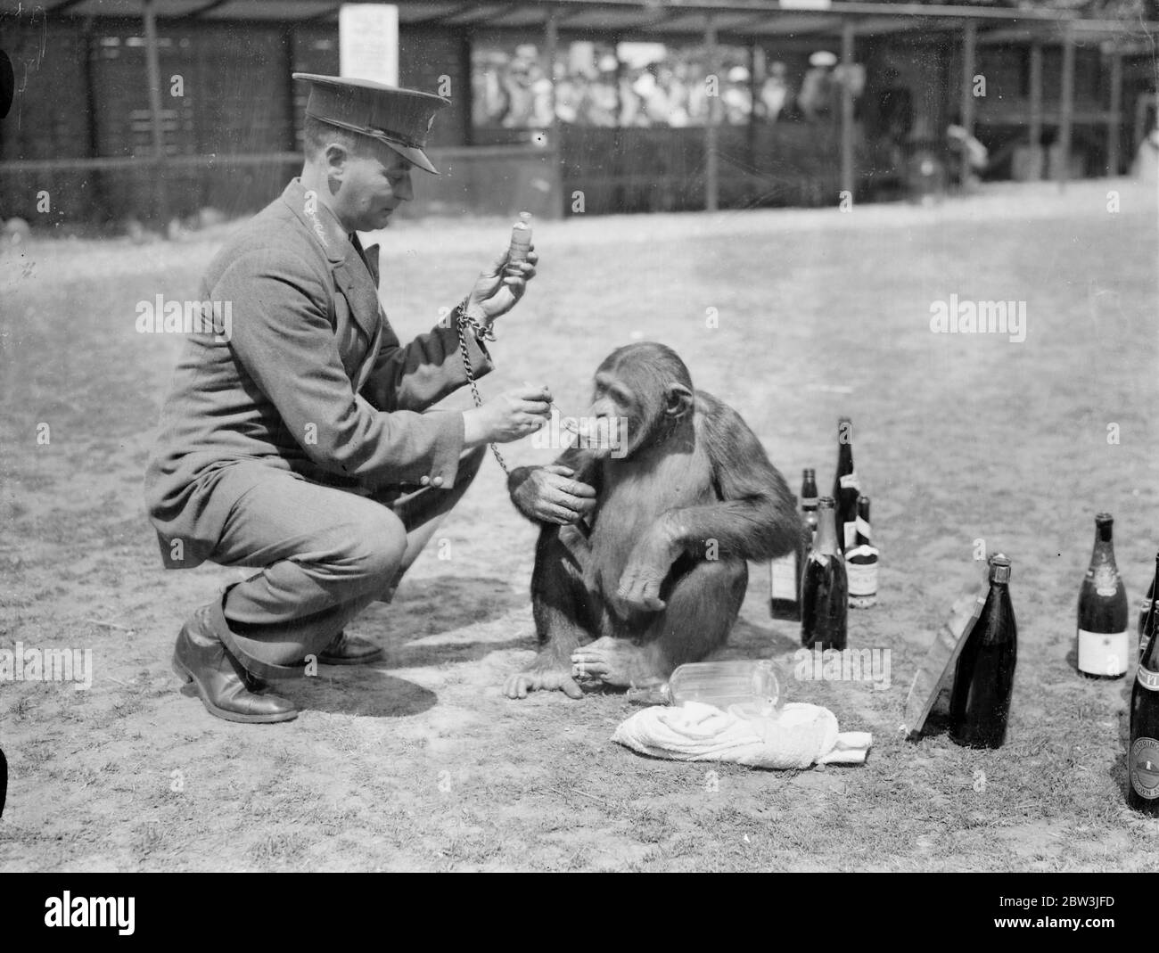 Was für ein Kopf! Jammern Jackie. Jackie, der Chipanzee, gemeinsam mit den meisten anderen Insassen des Zoos, leidet unter dem "Morgen nach" Gefühl Fortsetzung zu einer Nacht der Festlichkeit. Er war der Star-Performer in der ersten Ball jemals im London Zoo statt, wenn die Tiere Gastgeber für Hunderte von Tänzern, die Nacht in den Tag mit Musik und Feiernden gemacht wurden. Foto zeigt, Jackie ' s Keeper verwaltet eine Dosis Rizinusöl, um den Morgen nach dem Gefühl entgegenzuwirken. Juli 1936 Stockfoto