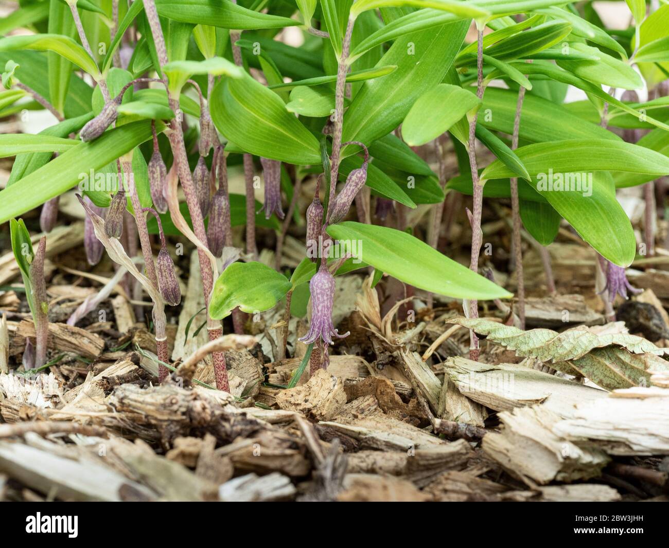 Eine Nahaufnahme der Blätter und Blüten von Polygonatum roseum Stockfoto