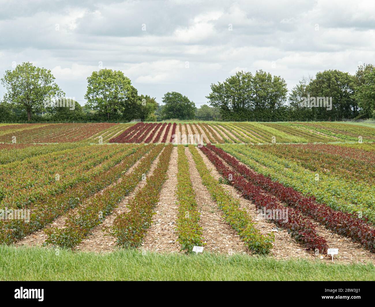 Ein kommerzielles Feld von gemischten Sorten von Rosen vor der Blüte zeigt die Palette der Blattfarben Stockfoto