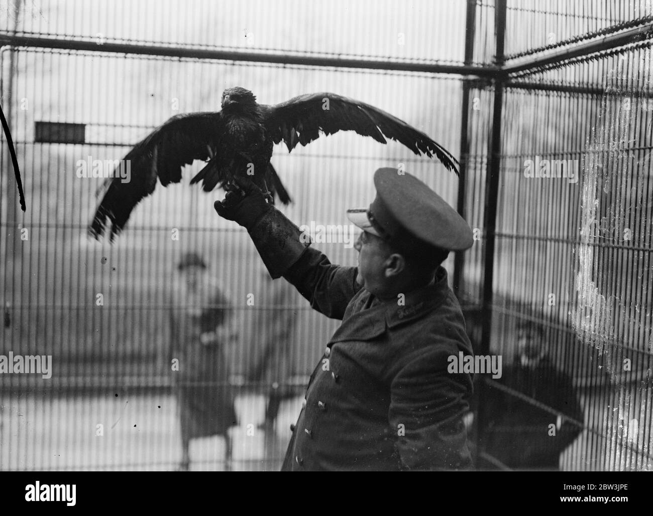 Pedro ist nach einer Woche Freiheit wieder in seinem Tiergehege. Pedro, der Truant, ist zurück in seinem Käfig im Londoner Zoo. Pedro ist ein gestürzter Adler, der den Zoo Behörden schlaflose Nächte für eine Woche gab, nachdem er es geschafft hatte zu entkommen. Er nahm Quartier in den Bäumen des Zoos und widersetzte sich jeder Schmeichelkeit, auf die ein hungriger Adler zu erwarten wäre, zu reagieren, Bis er bemerkte, ein Holz-Schweinchen, das in die Krananlage getaucht hatte. Henne pedro verlor seine Selbstkontrolle und flog zum Kill nur sicher in einem Keeper ' s net gefangen werden. Foto zeigt, Pedro sicher zurück in seinem Käfig im London Zoo. Judgin Stockfoto