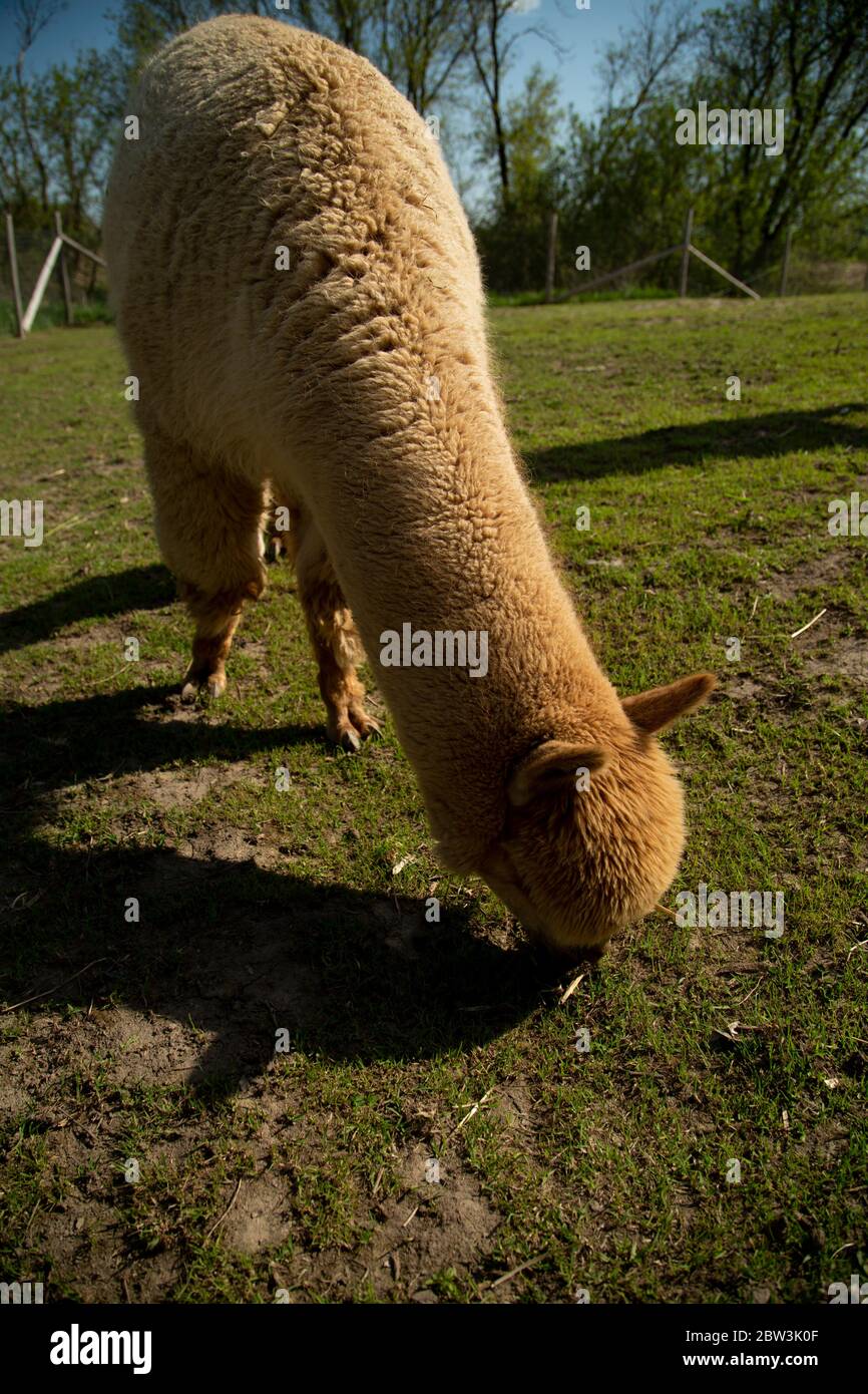 Fawn farbigen Alpaka Blick hinunter Weiden auf einer Weide Stockfoto