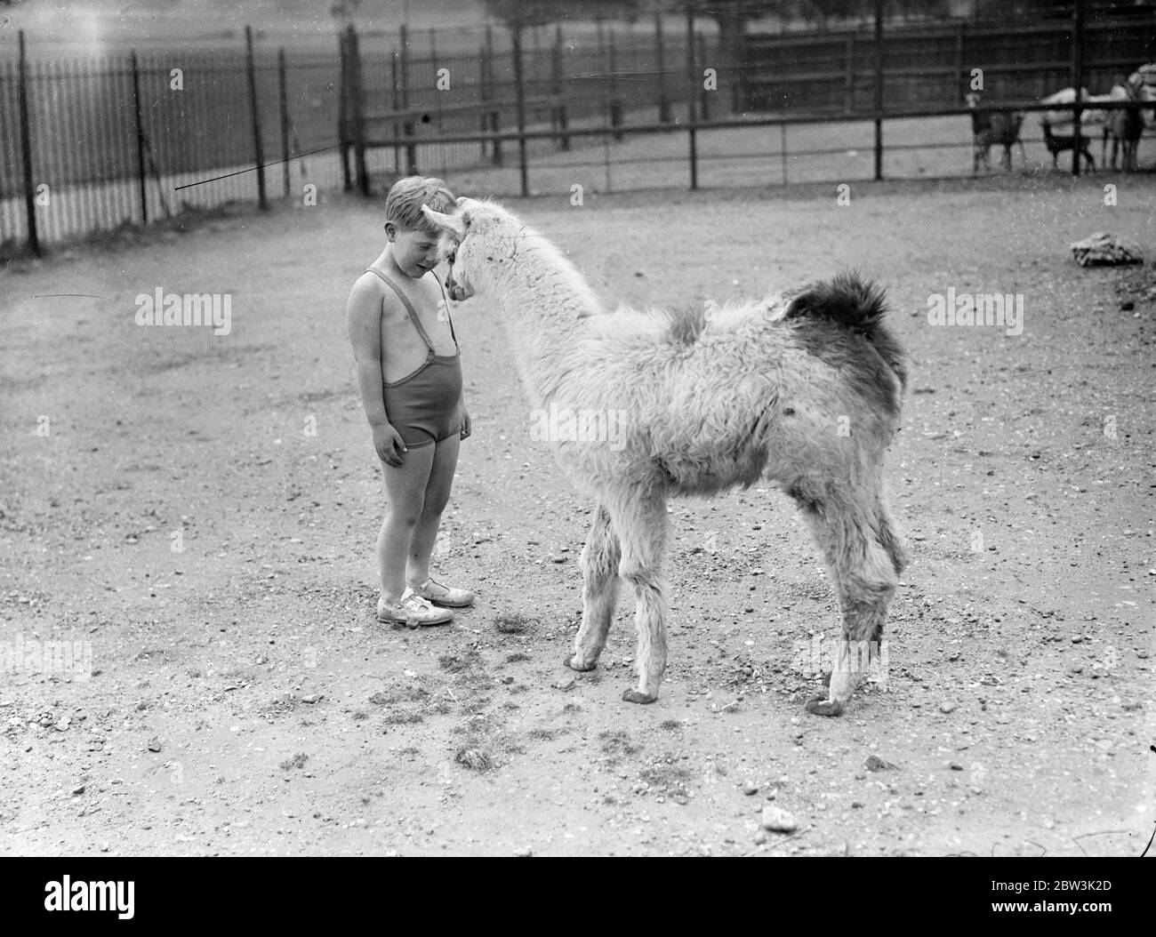 Molly, Zoo ' s Baby Llama, gefällt ihre Besucher! Molly, ein Baby-Lama, geboren im Januar im London Zoo, erwirbt bereits ein Repertoire an interessanten Tricks. Wann immer sie ihren Namen ruft, läuft sie sofort vorwärts und wird oft ihre Arme um den Hals eines Bewunderers legen. Sie reibt auch gerne Nasen mit ihren Besuchern! Foto zeigt: Little Buddy Booth reibt Nasen mit Molly, dem Baby-Lama. 29 Mai 1936 Stockfoto