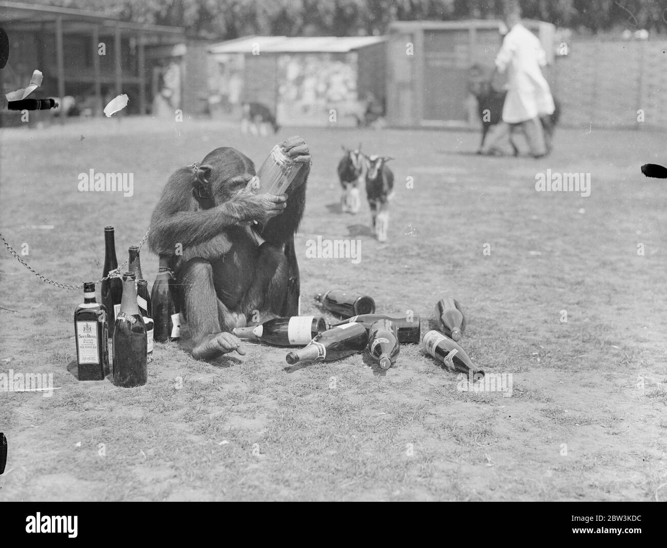 Was für ein Kopf! Jammern Jackie. Jackie, der Chipanzee, gemeinsam mit den meisten anderen Insassen des Zoos, leidet unter dem "Morgen nach" Gefühl Fortsetzung zu einer Nacht der Festlichkeit. Er war der Star-Performer in der ersten Ball jemals im London Zoo statt, wenn die Tiere Gastgeber für Hunderte von Tänzern, die Nacht in den Tag mit Musik und Feiernden gemacht wurden. Foto zeigt, Jackie der Schimpansen trotzig bereitet sich auf die endgültige Flasche zu entleeren, ohne die Folgen zu sehen. Juli 1936 Stockfoto