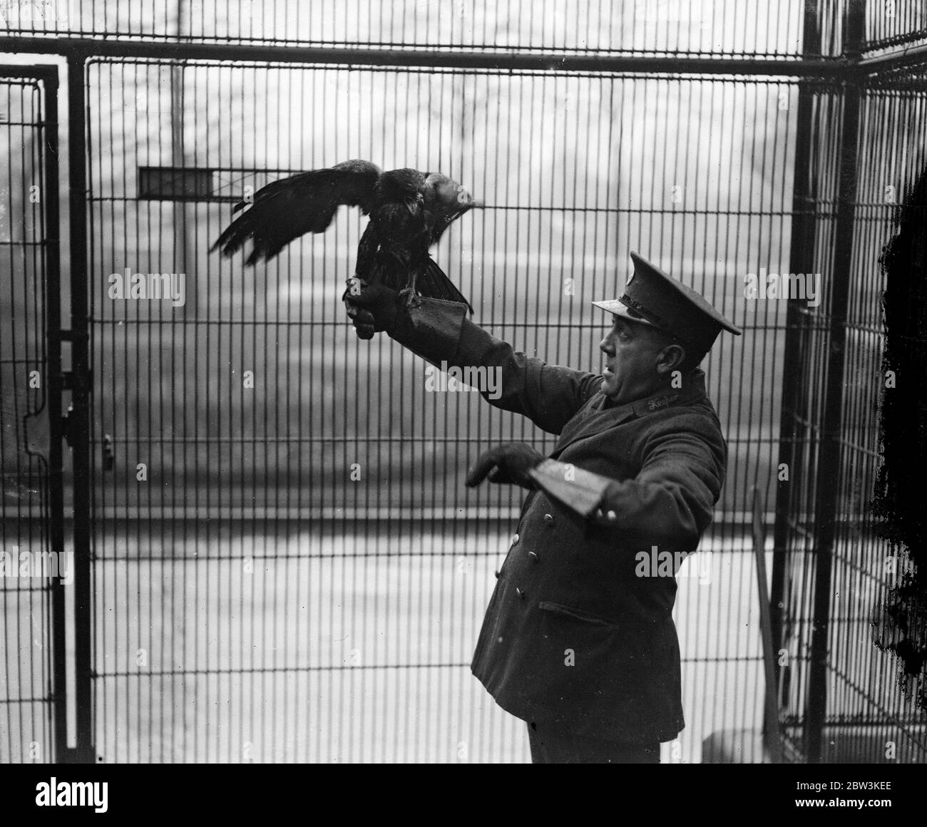Pedro ist nach einer Woche Freiheit wieder in seinem Tiergehege. Pedro, der Truant, ist zurück in seinem Käfig im Londoner Zoo. Pedro ist ein gestürzter Adler, der den Zoo Behörden schlaflose Nächte für eine Woche gab, nachdem er es geschafft hatte zu entkommen. Er nahm Quartier in den Bäumen des Zoos und widersetzte sich jeder Schmeichelkeit, auf die ein hungriger Adler zu erwarten wäre, zu reagieren, Bis er bemerkte, ein Holz-Schweinchen, das in die Krananlage getaucht hatte. Henne pedro verlor seine Selbstkontrolle und flog zum Kill nur sicher in einem Keeper ' s net gefangen werden. Foto zeigt, Pedro sicher zurück in seinem Käfig im London Zoo. Judgin Stockfoto