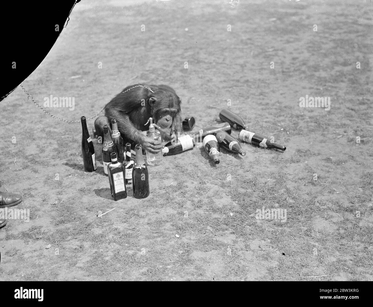 Was für ein Kopf! Jammern Jackie. Jackie, der Chipanzee, gemeinsam mit den meisten anderen Insassen des Zoos, leidet unter dem "Morgen nach" Gefühl Fortsetzung zu einer Nacht der Festlichkeit. Er war der Star-Performer in der ersten Ball jemals im London Zoo statt, wenn die Tiere Gastgeber für Hunderte von Tänzern, die Nacht in den Tag mit Musik und Feiernden gemacht wurden. Foto zeigt, Jackie der Schimpansen trotzig bereitet sich auf die endgültige Flasche zu entleeren, ohne die Folgen zu sehen. Juli 1936 Stockfoto