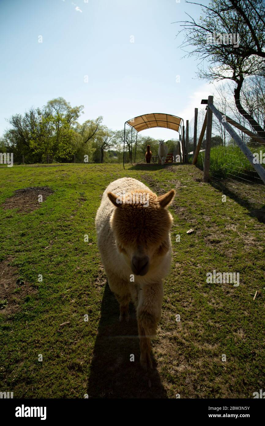 Farngefärbte Alpaka, die auf der Weide auf dich zulaufen Stockfoto