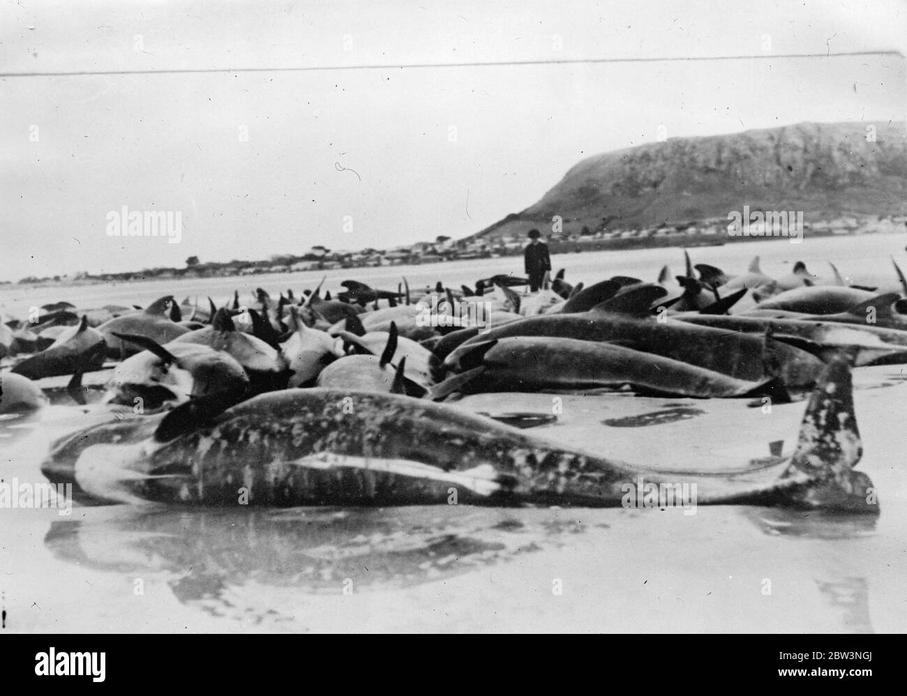 Hunderte von Walen strandeten am tasmanischen Strand. Fast 300 Wale in der Länge von vier Fuß bis 25 Fuß wurden am Tatlow ' s Strand gestrandet, etwa eine Meile östlich von Stanley, Tasmanien. Aus irgendeinem unerklärlichen Grund gingen die Wale an Land auf einem Sandspieß und konnten nicht wieder tiefes Wasser. Es wird geschätzt, dass ihre Entfernung die Behörden kosten £ 4000 mindestens . Foto zeigt, die Wale gestrandet auf Tatlow ' s Beach, Tasmanien. 24. November 1935 Stockfoto